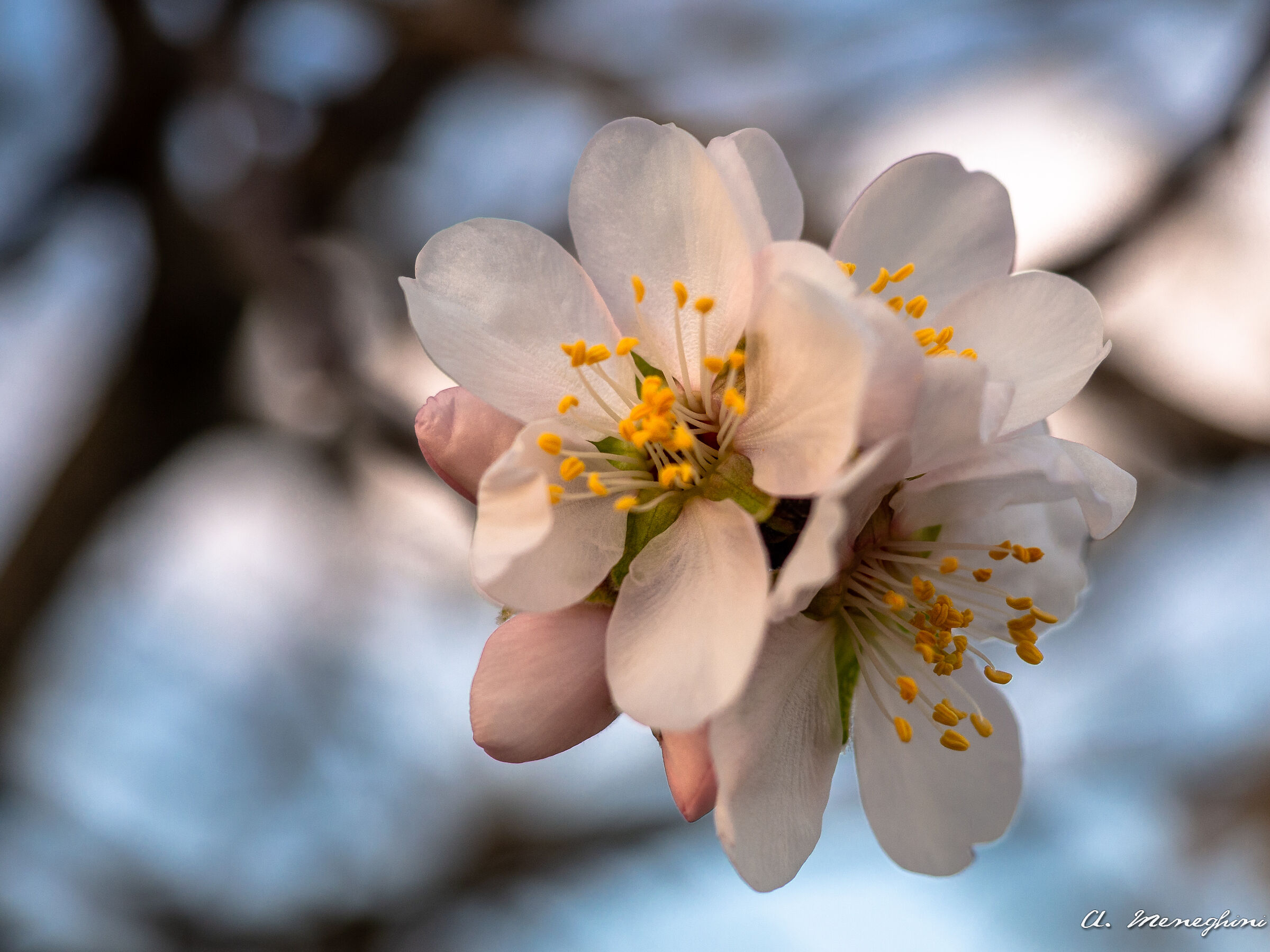 Almond in bloom...