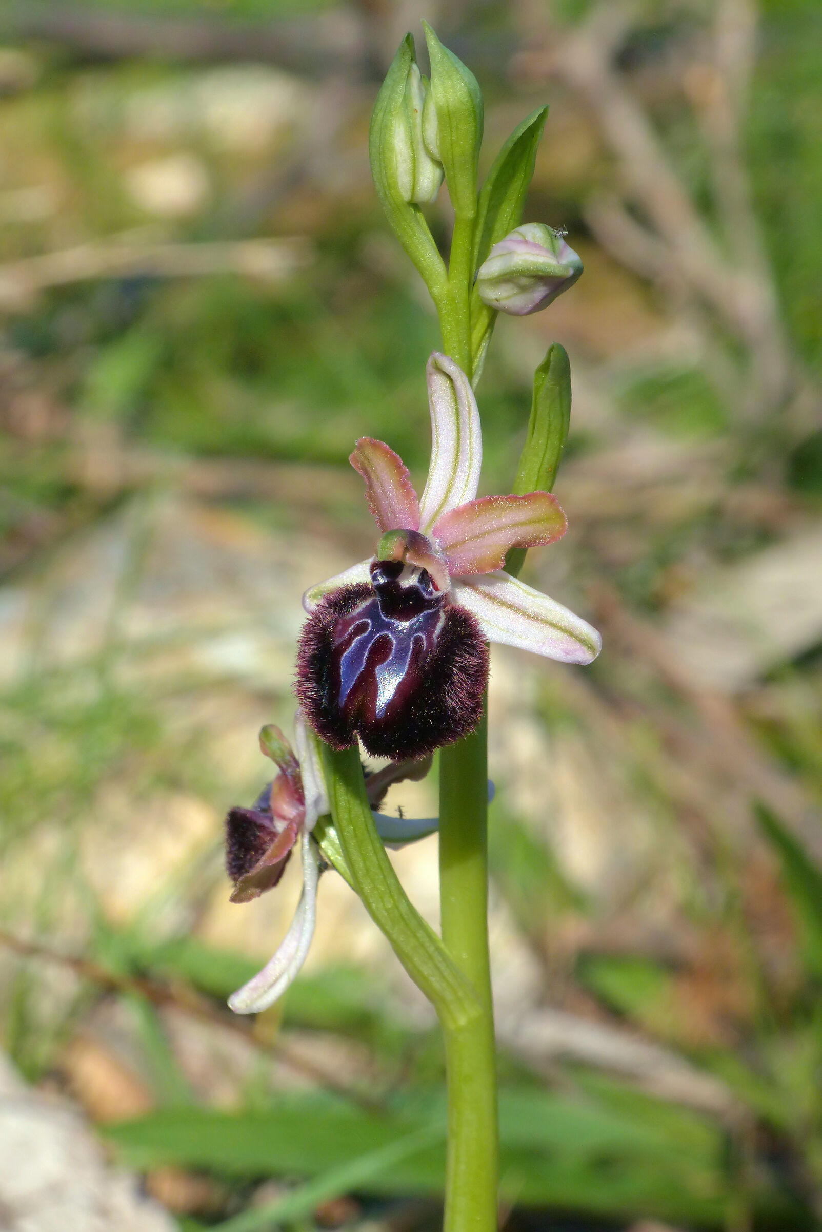 Ophrys sipontensis...