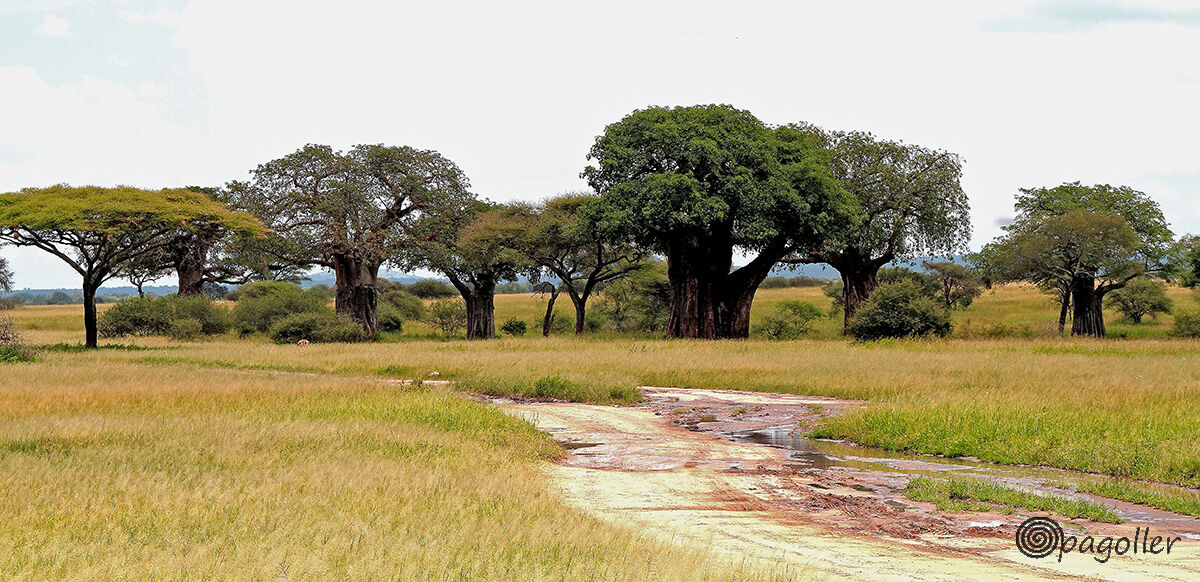 The baobabs of Tarangire Park...