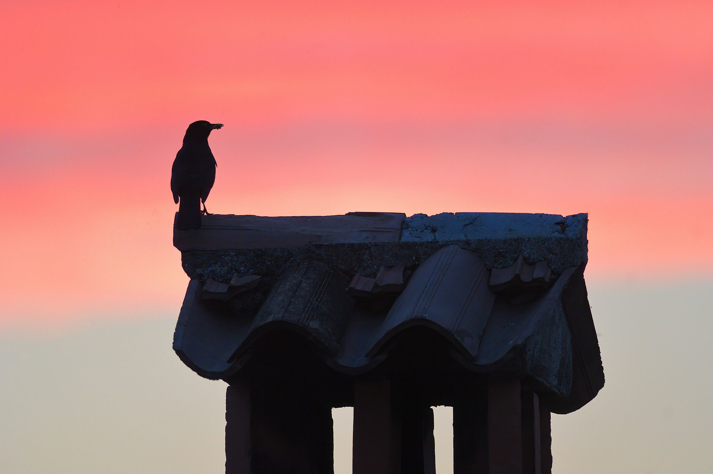 Blackbird on the chimney...