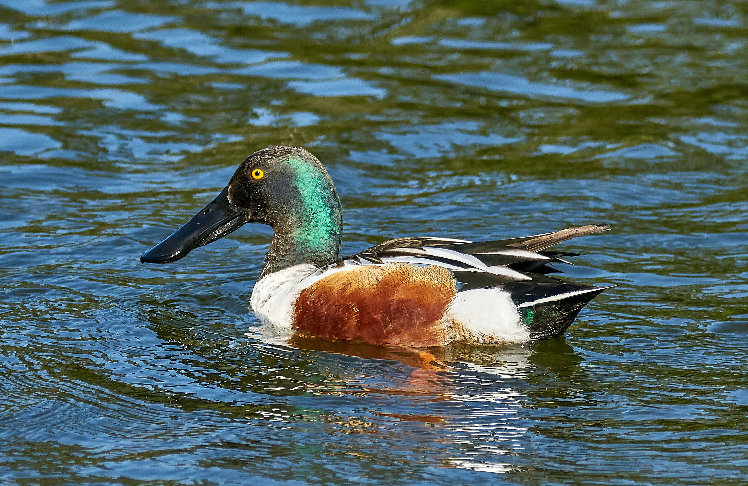 Northern Shoveler...