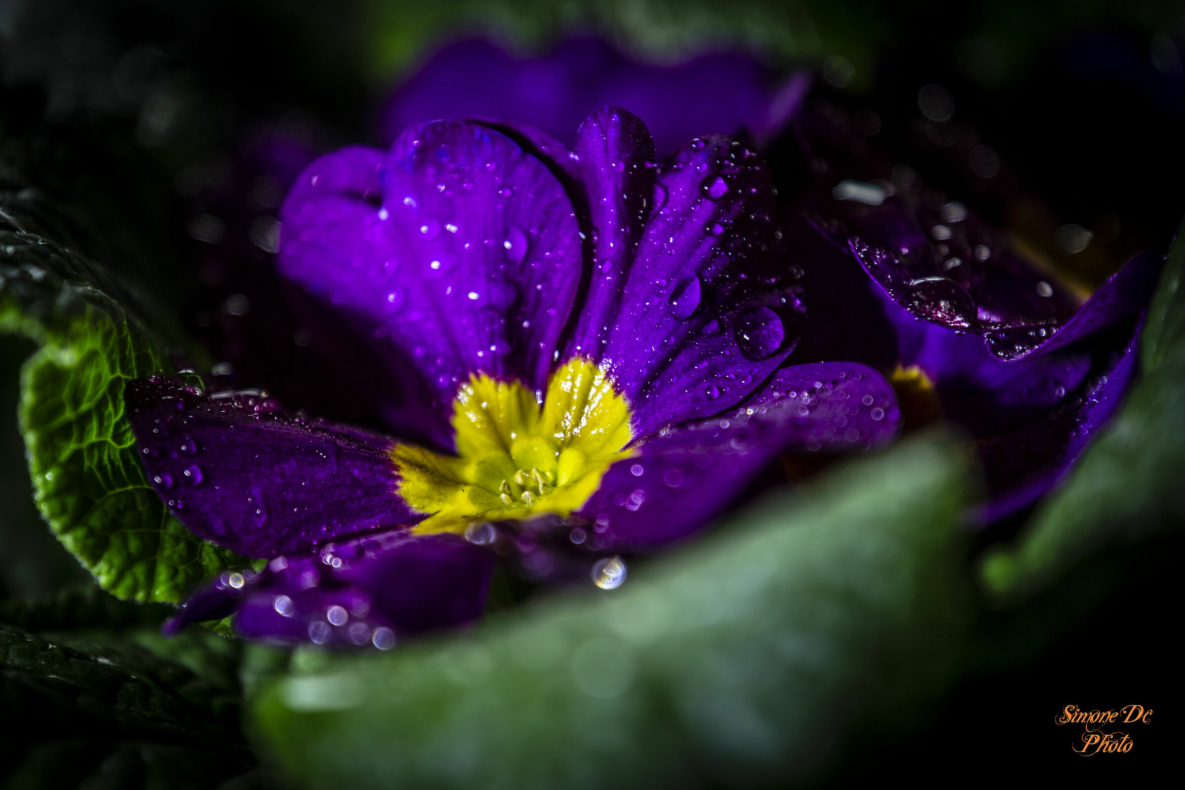 purple flower...