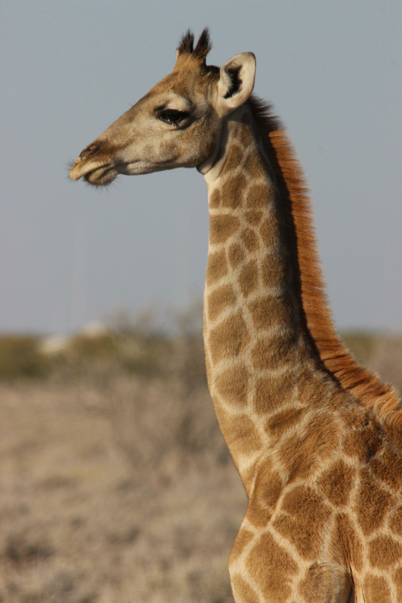Baby giraffa...