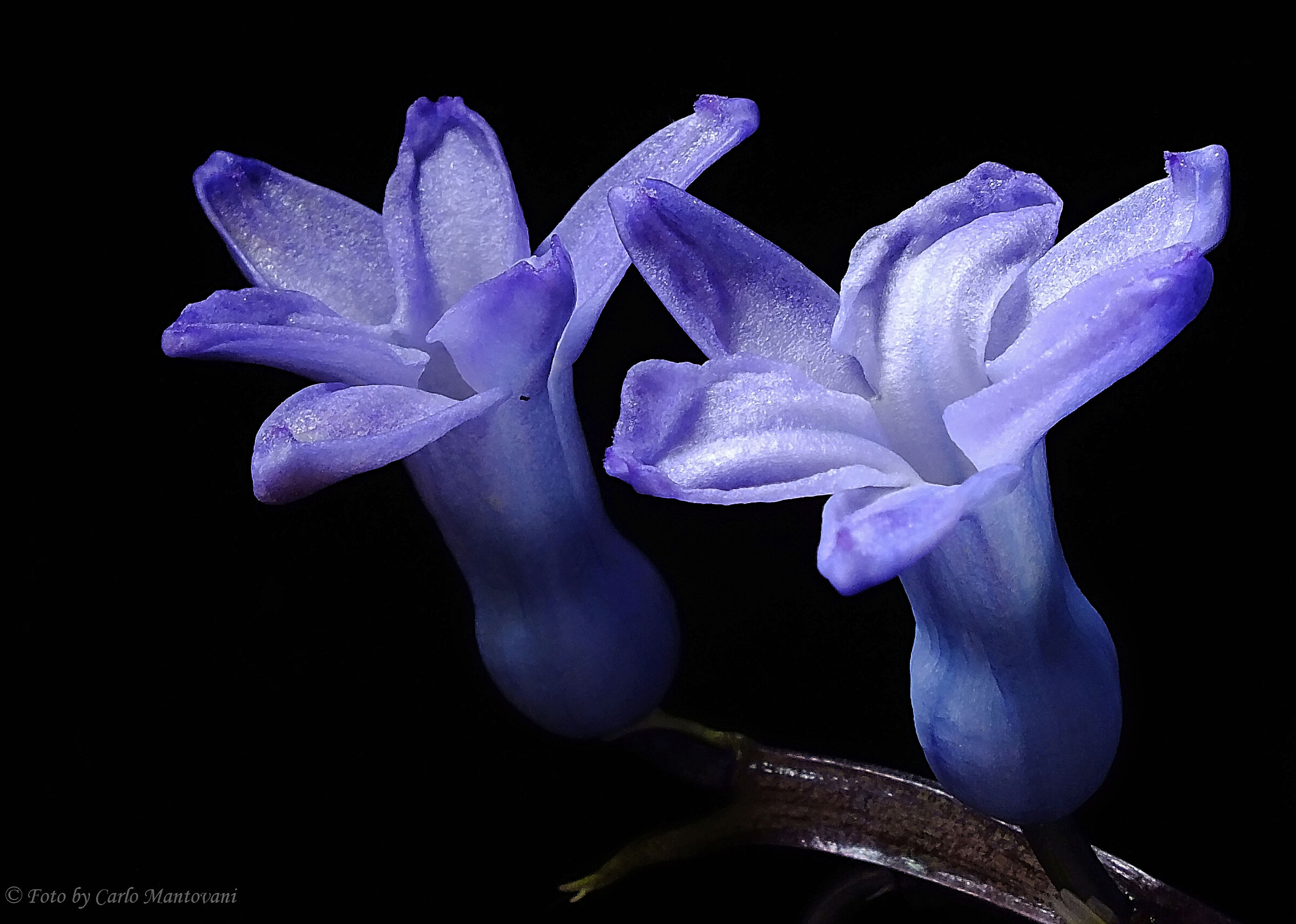 Hyacinths...