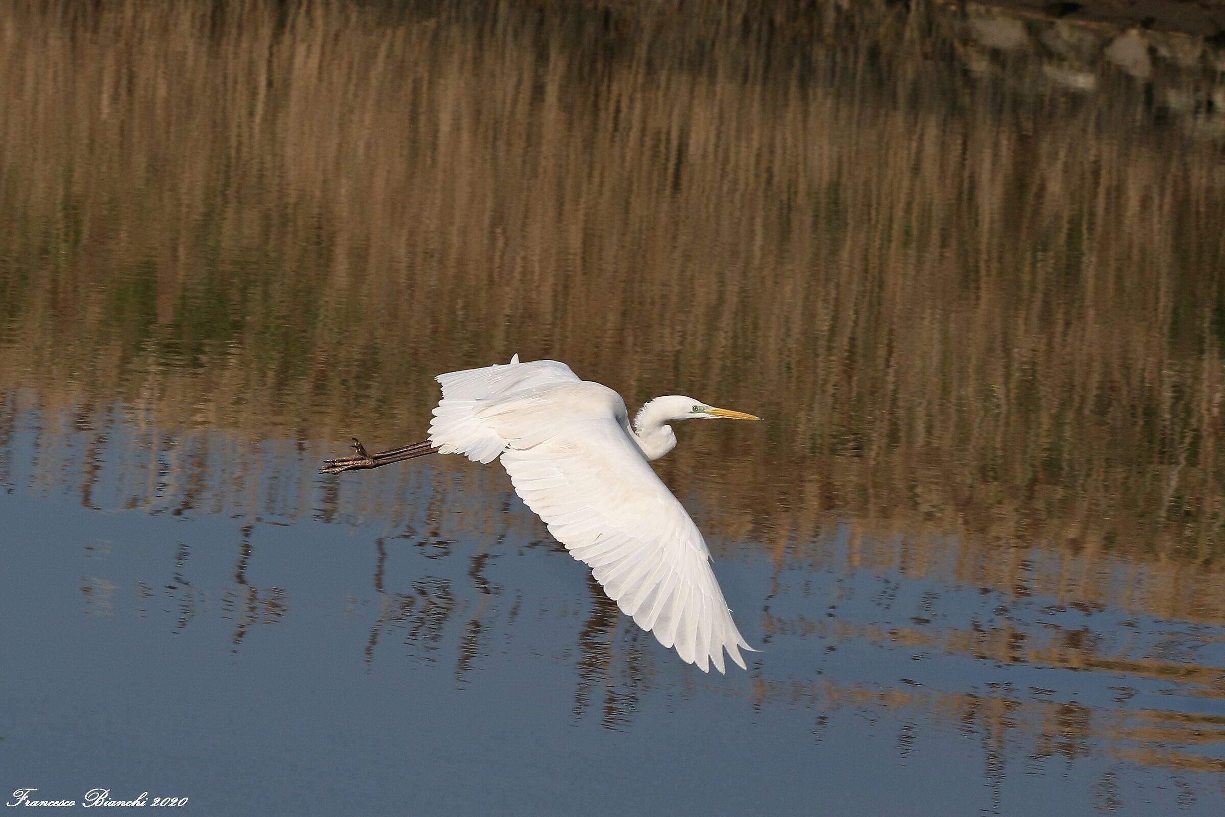 White heron in flight...