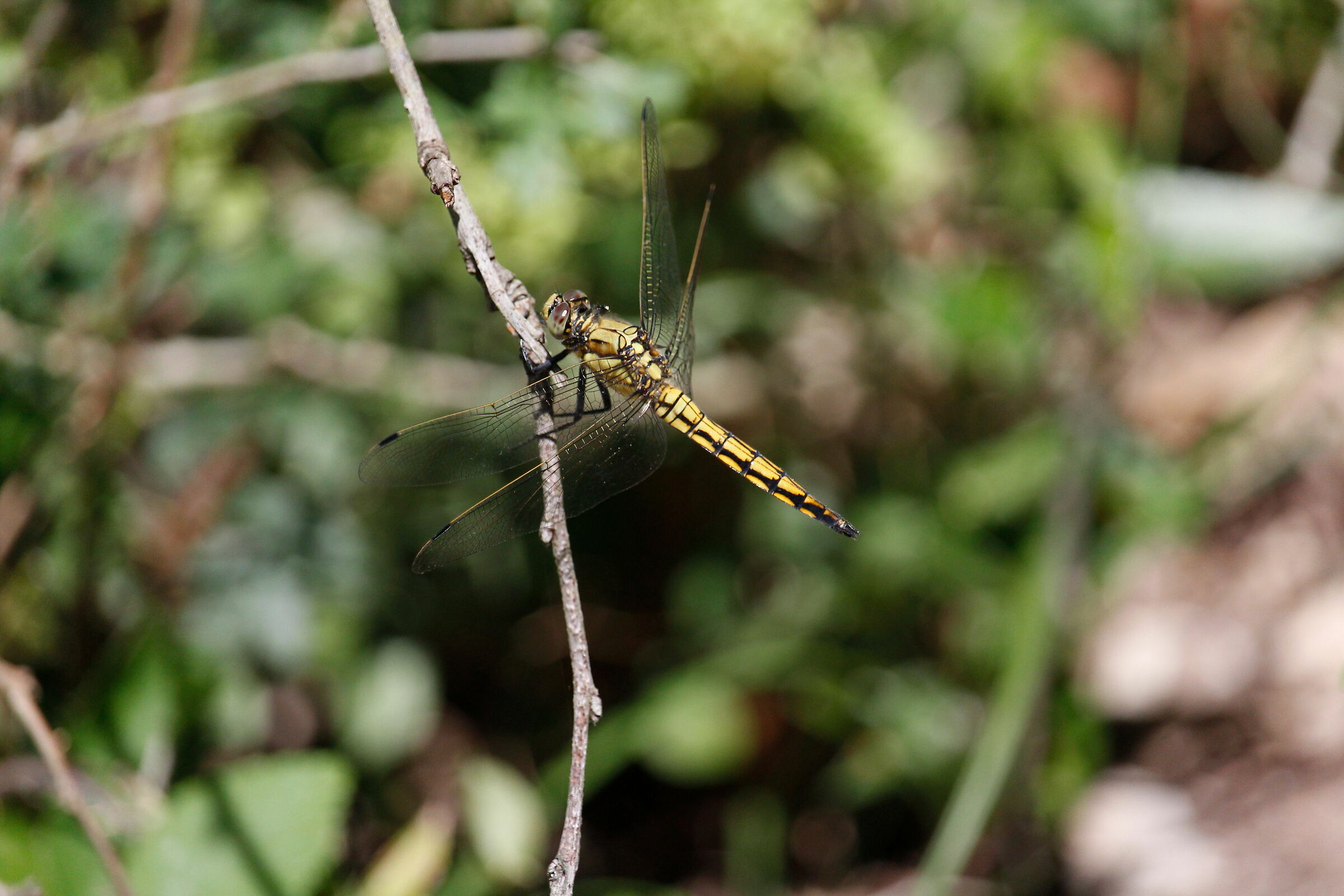 ORTHETRUM CANCELLATUM...