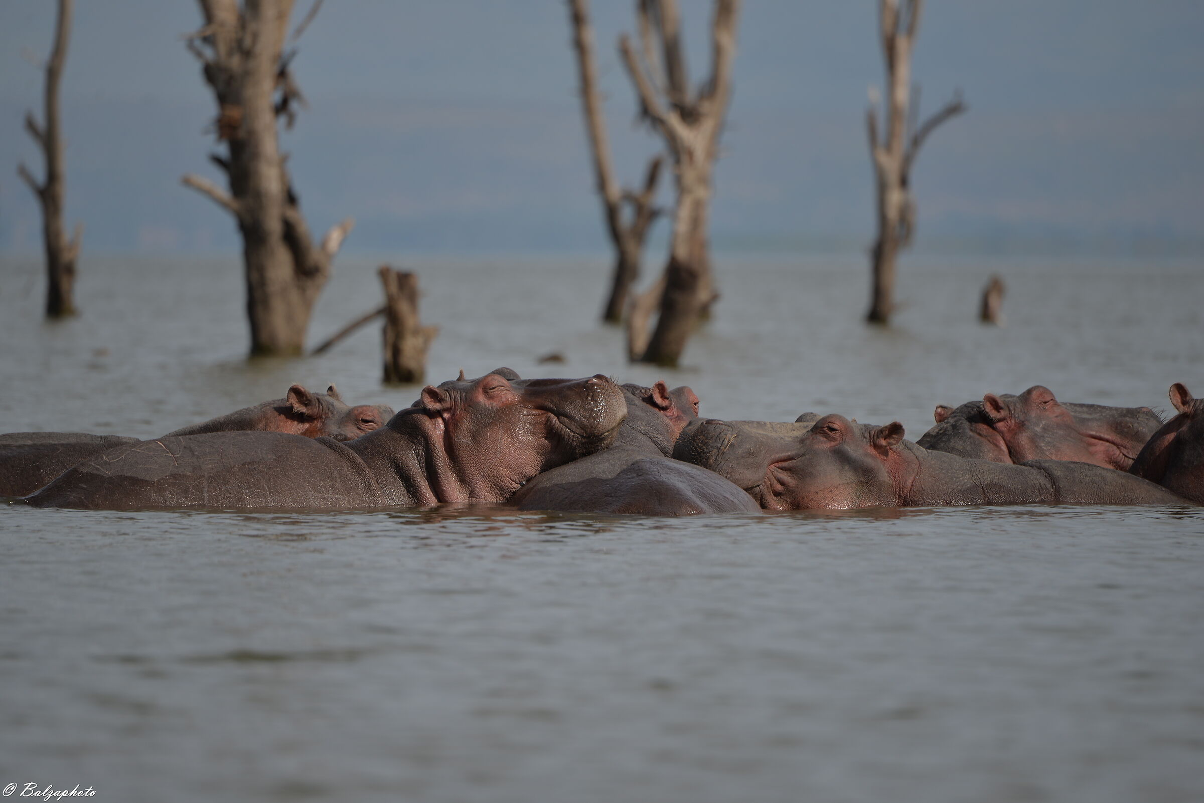 Famiglia di ippopotami al completo nel lago...