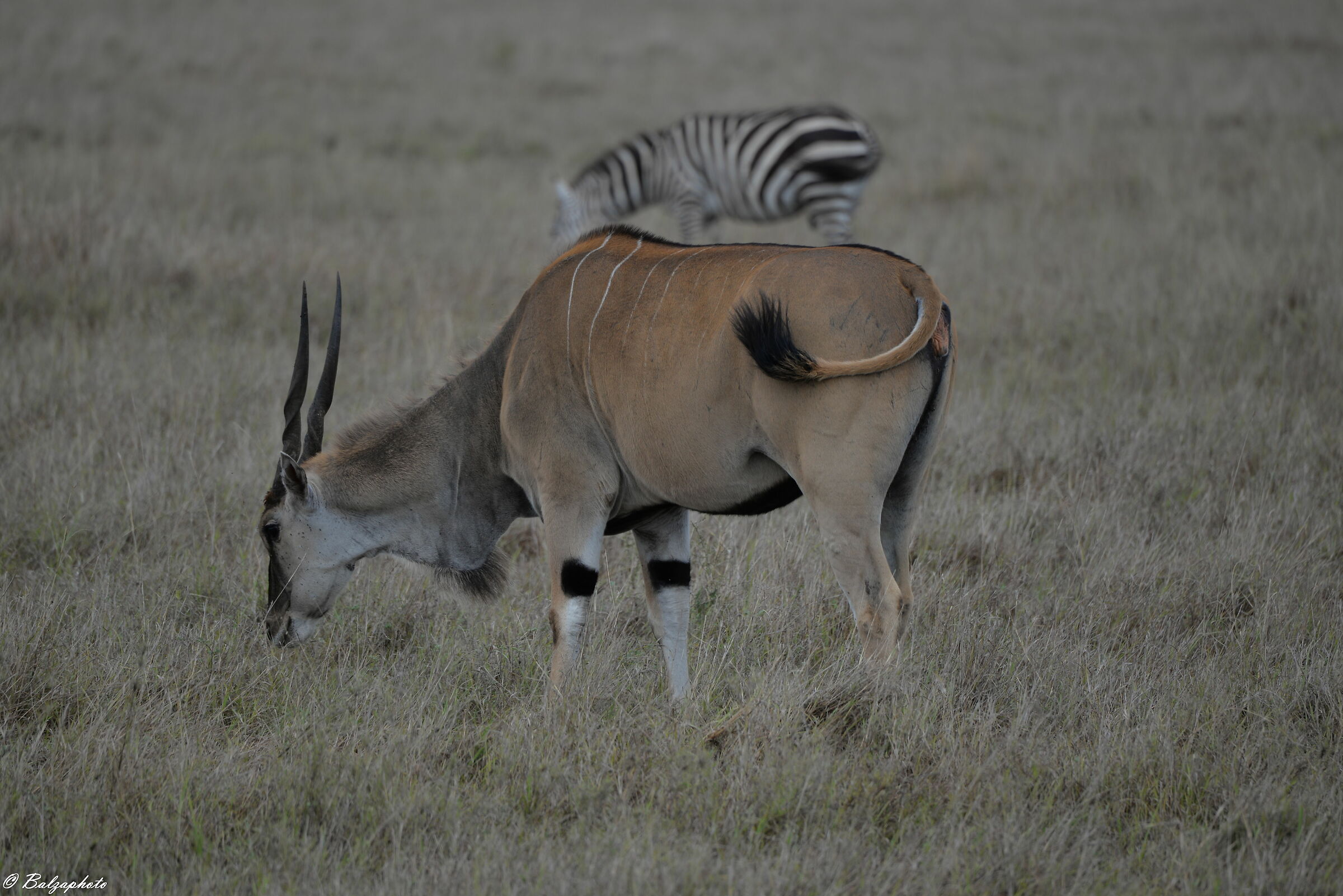 Antilope alcina e zebra in un gioco di coda...