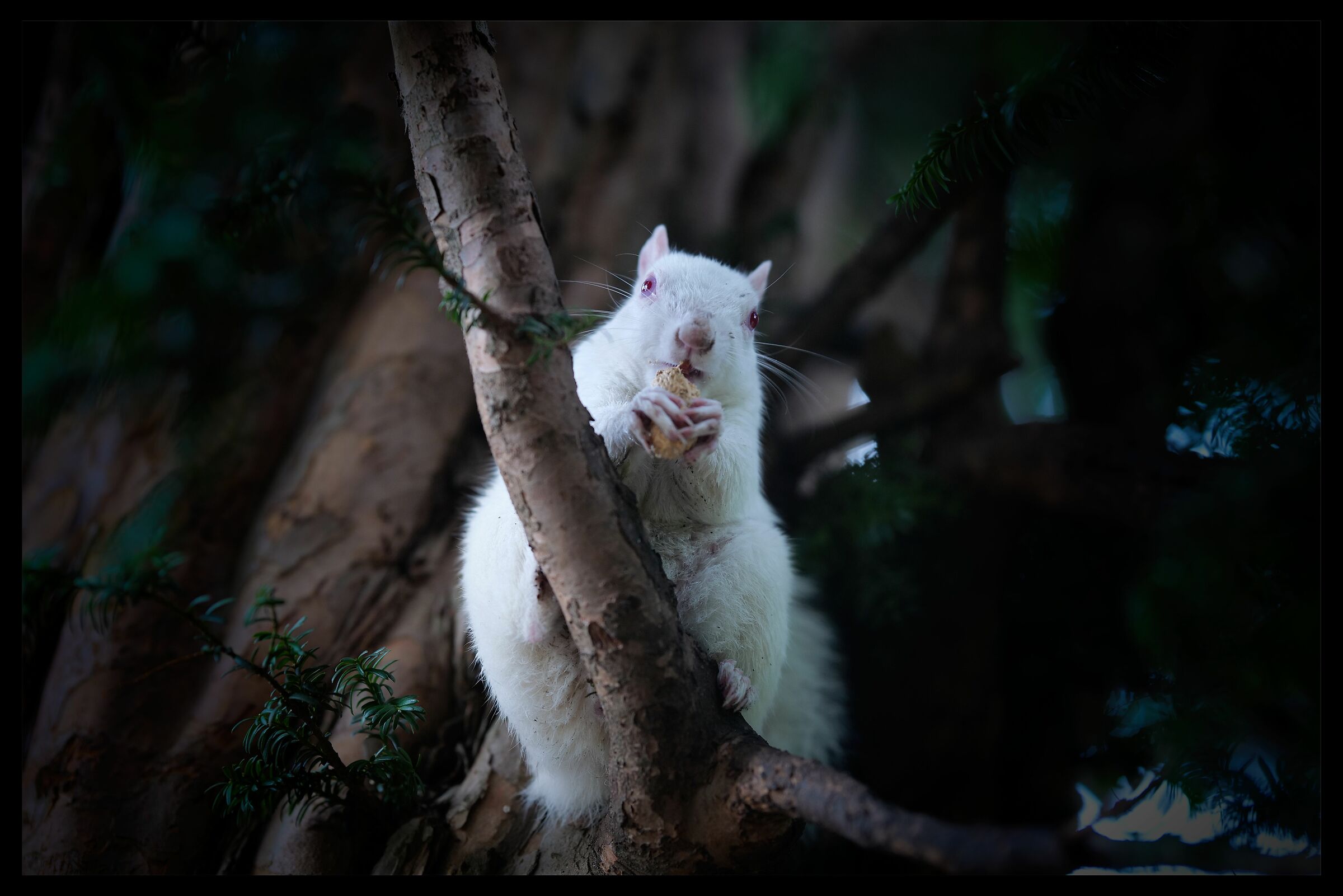 Albino squirrel...