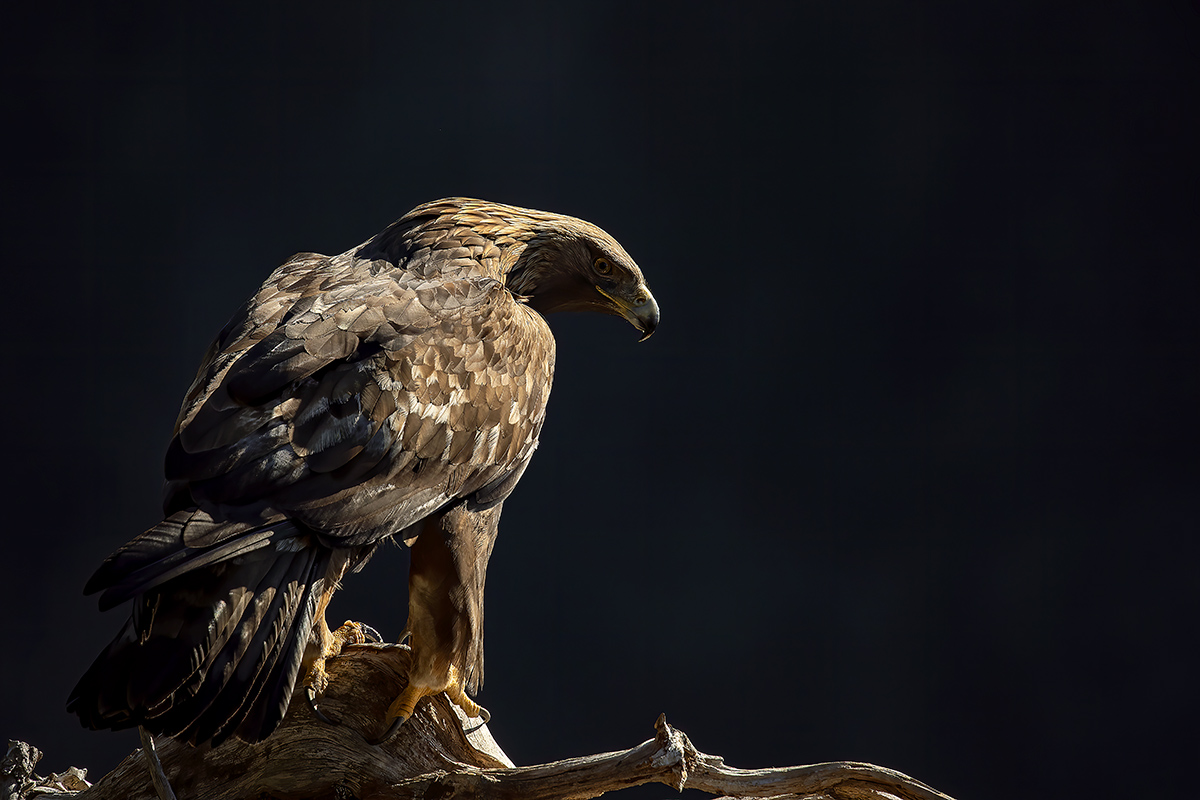Golden eagle - Italian Alps-...