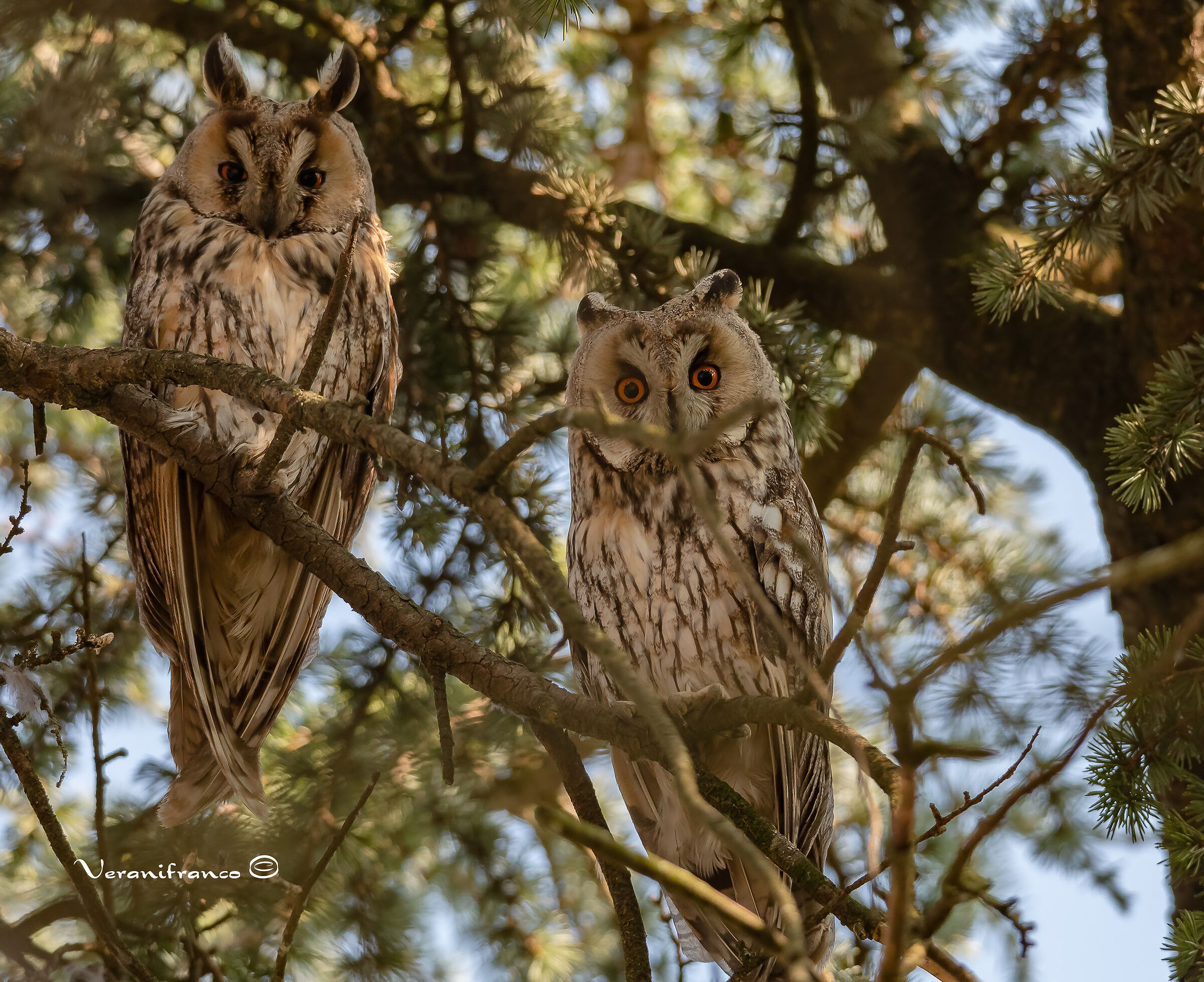 Common Owl Pair...