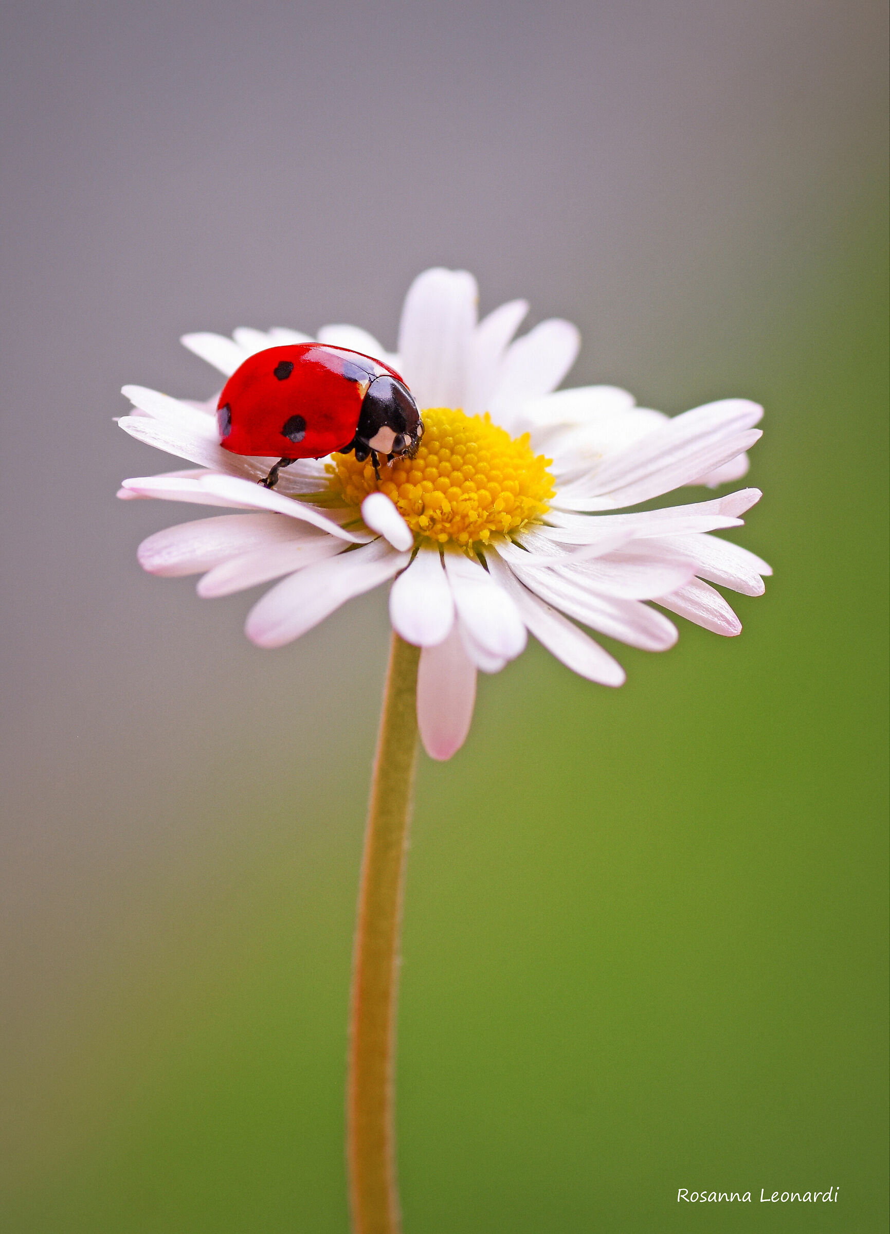 Ladybug ...