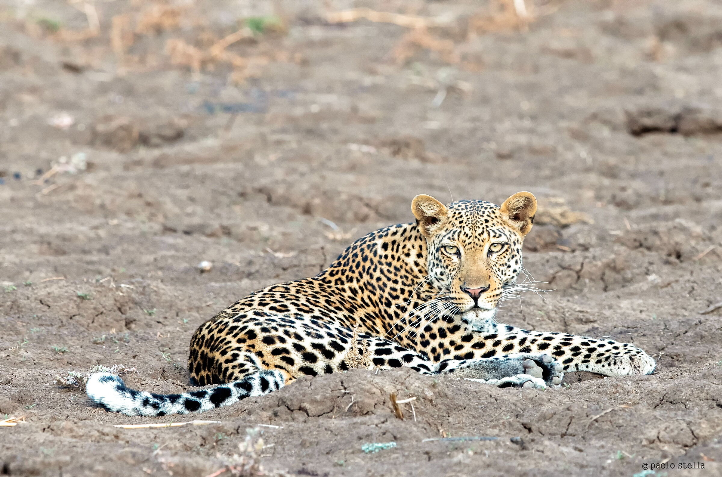 leopardo all'alba nel South Luangwa...