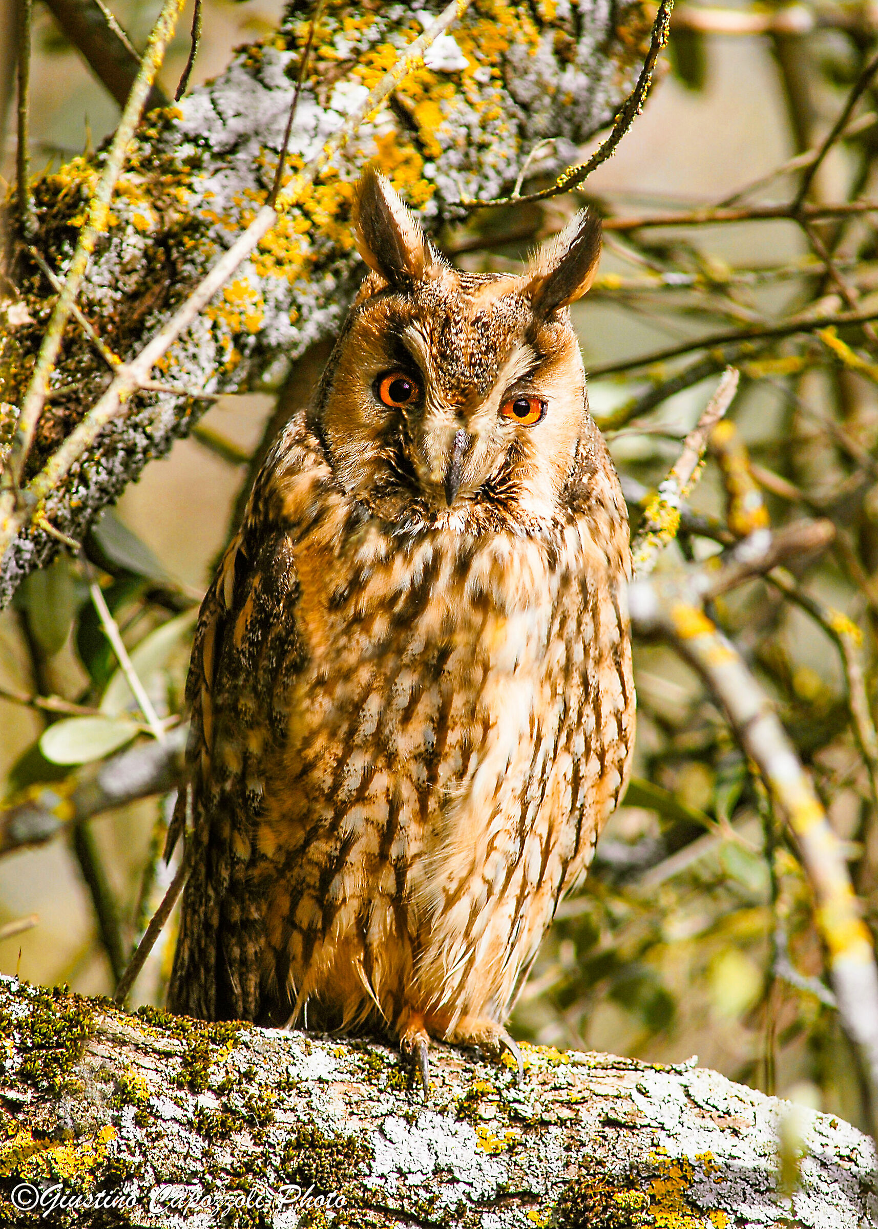 Common Owl...