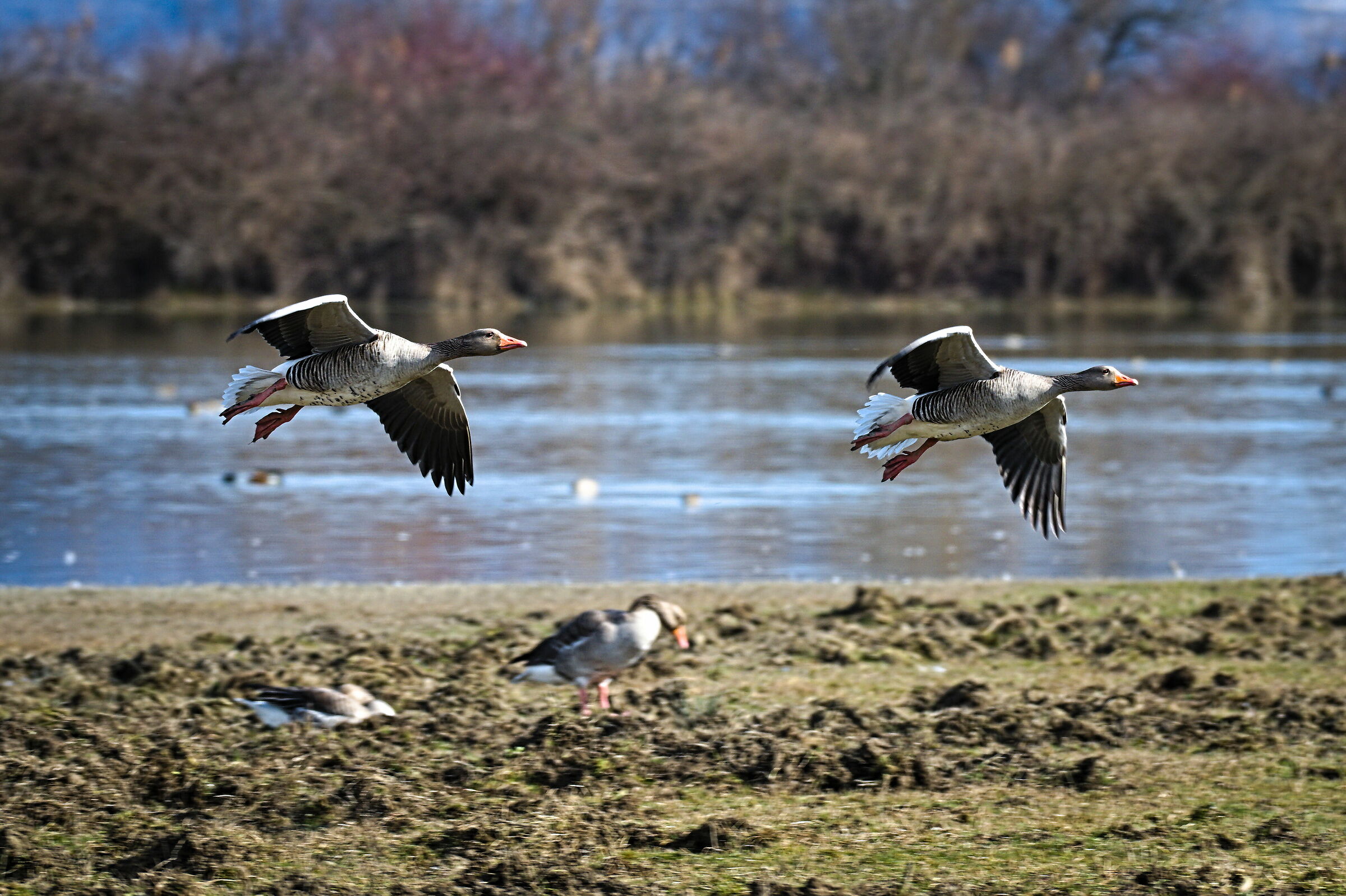 Wild Geese in Flight...