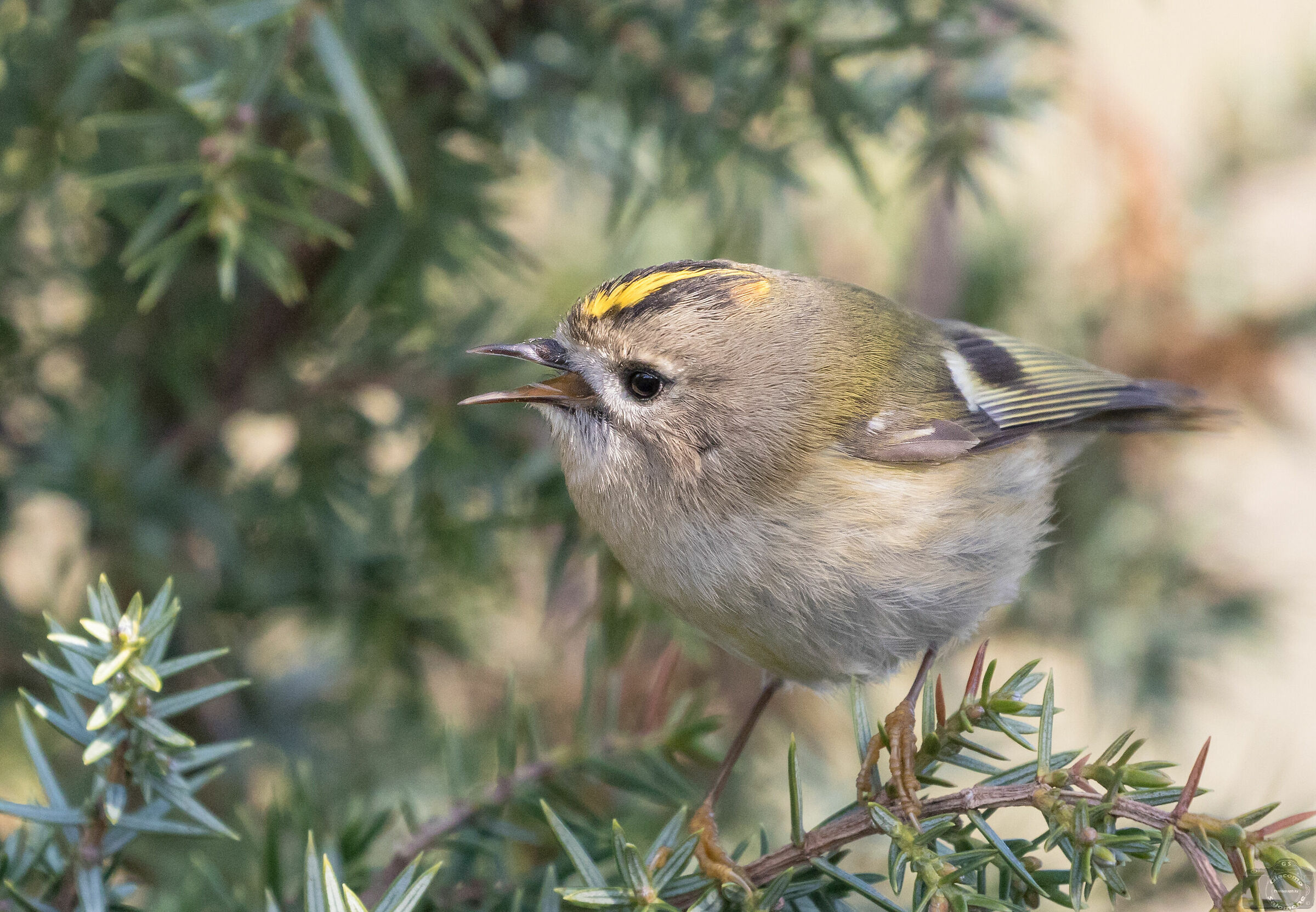 Open-beaked ruler....