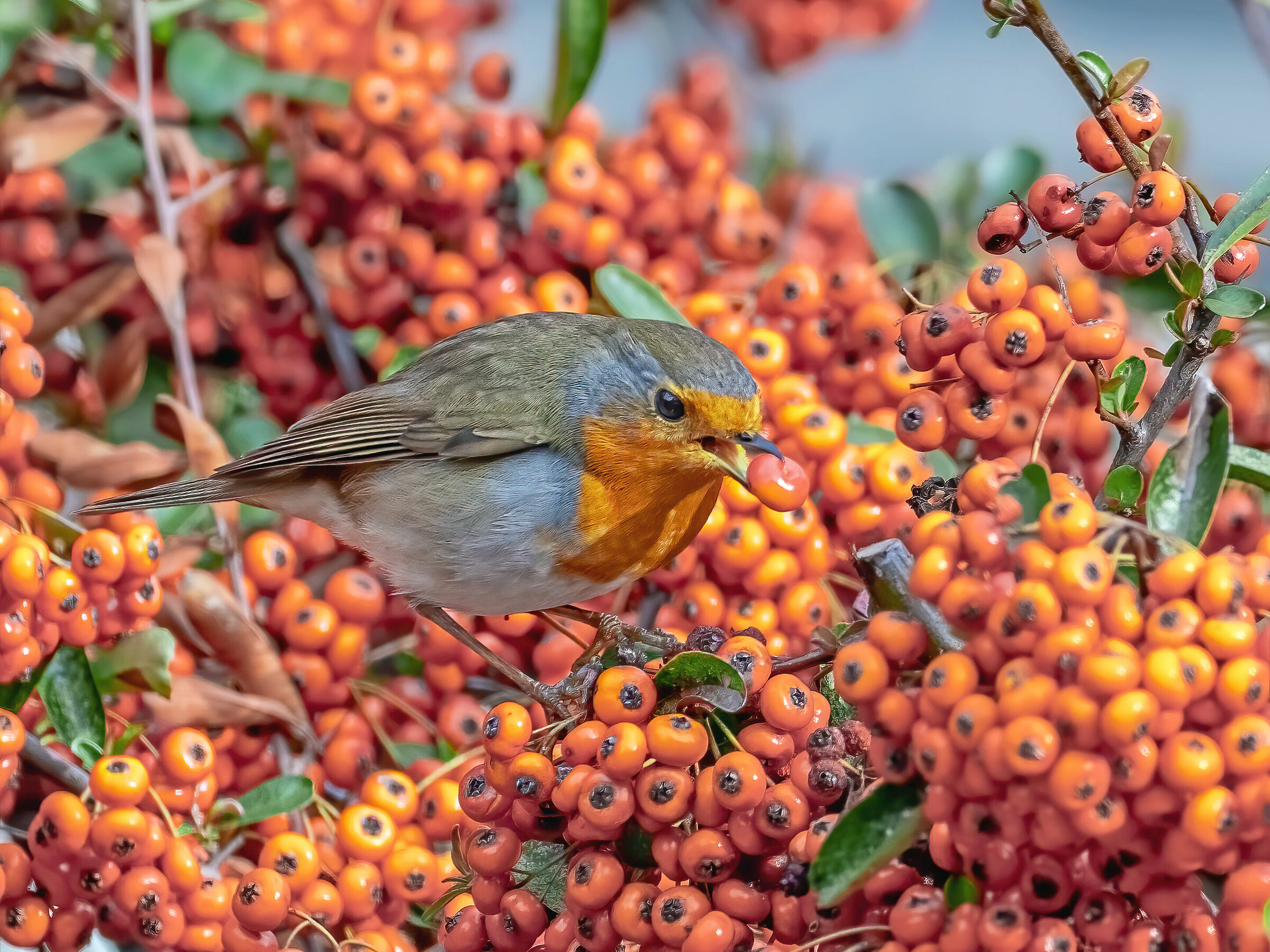 Red robin at Hawthorn berries meal...