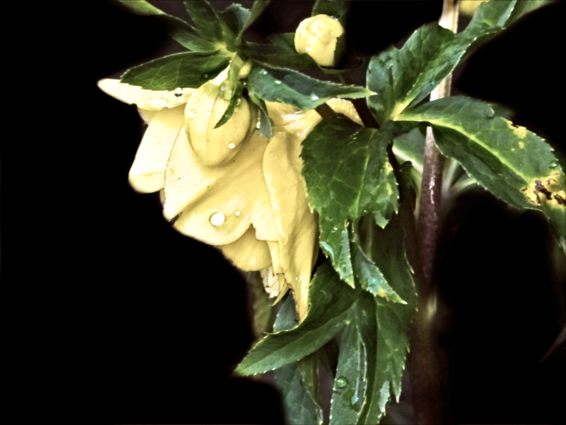 Helleborus double yellow ...