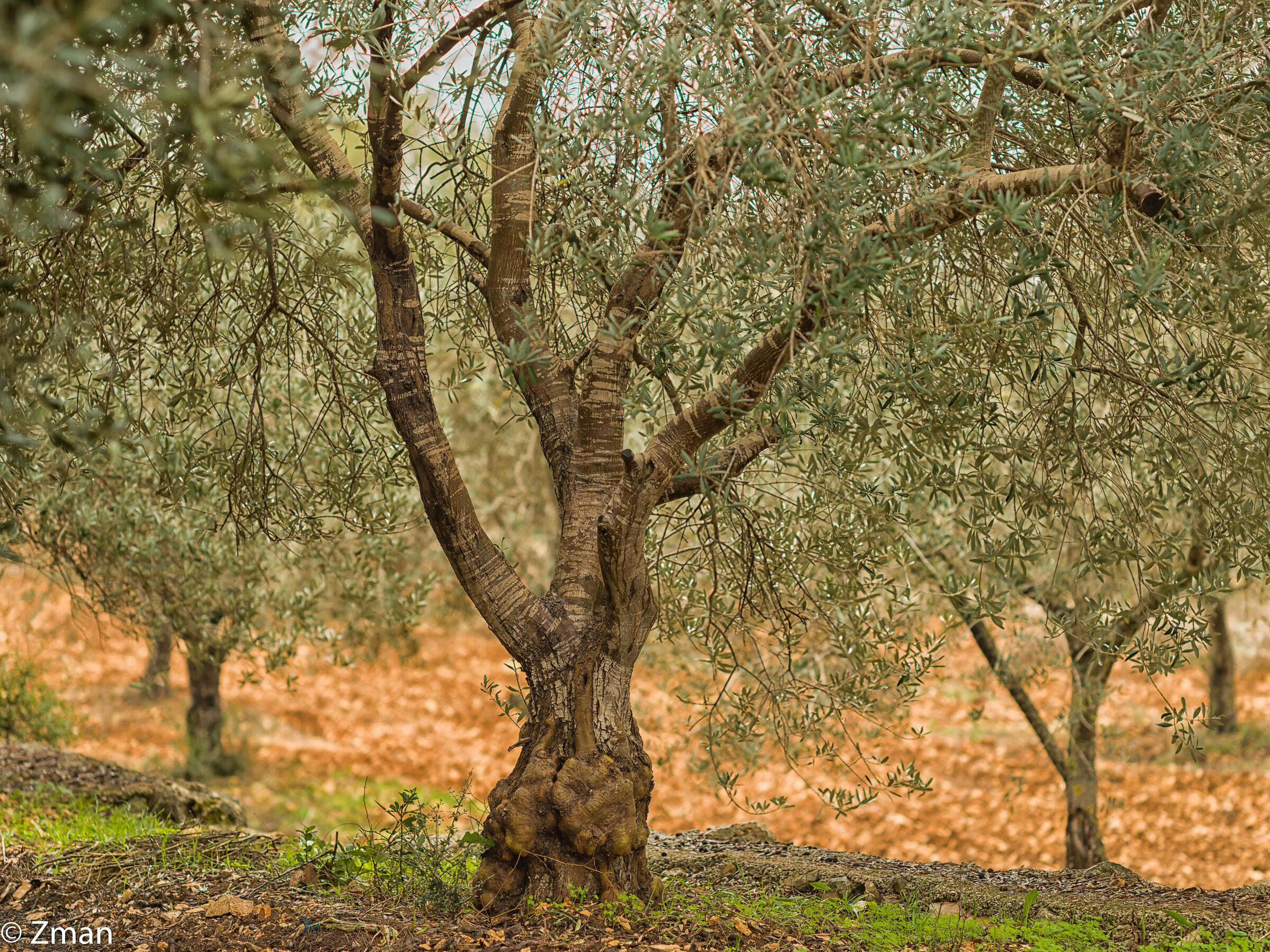 Olive Tree...