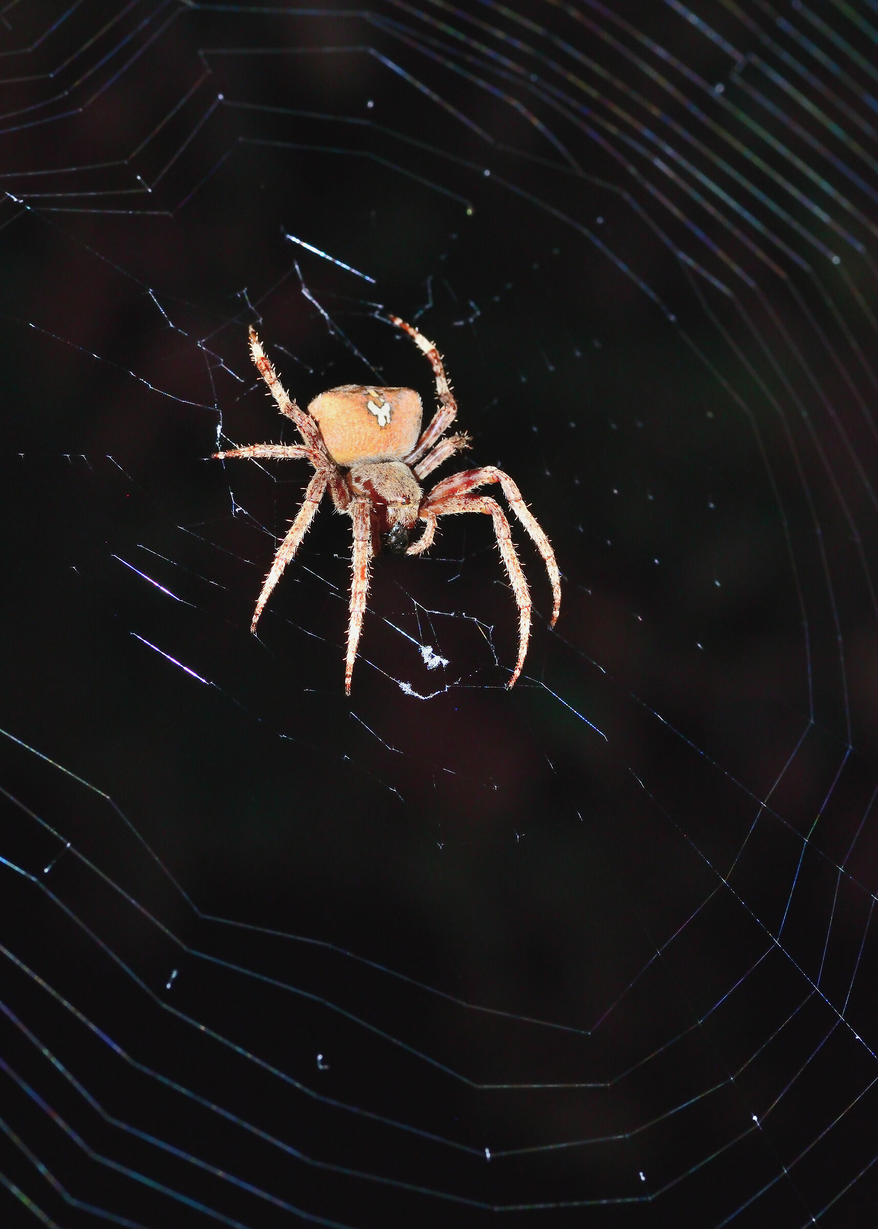 Spider by night - Side A...