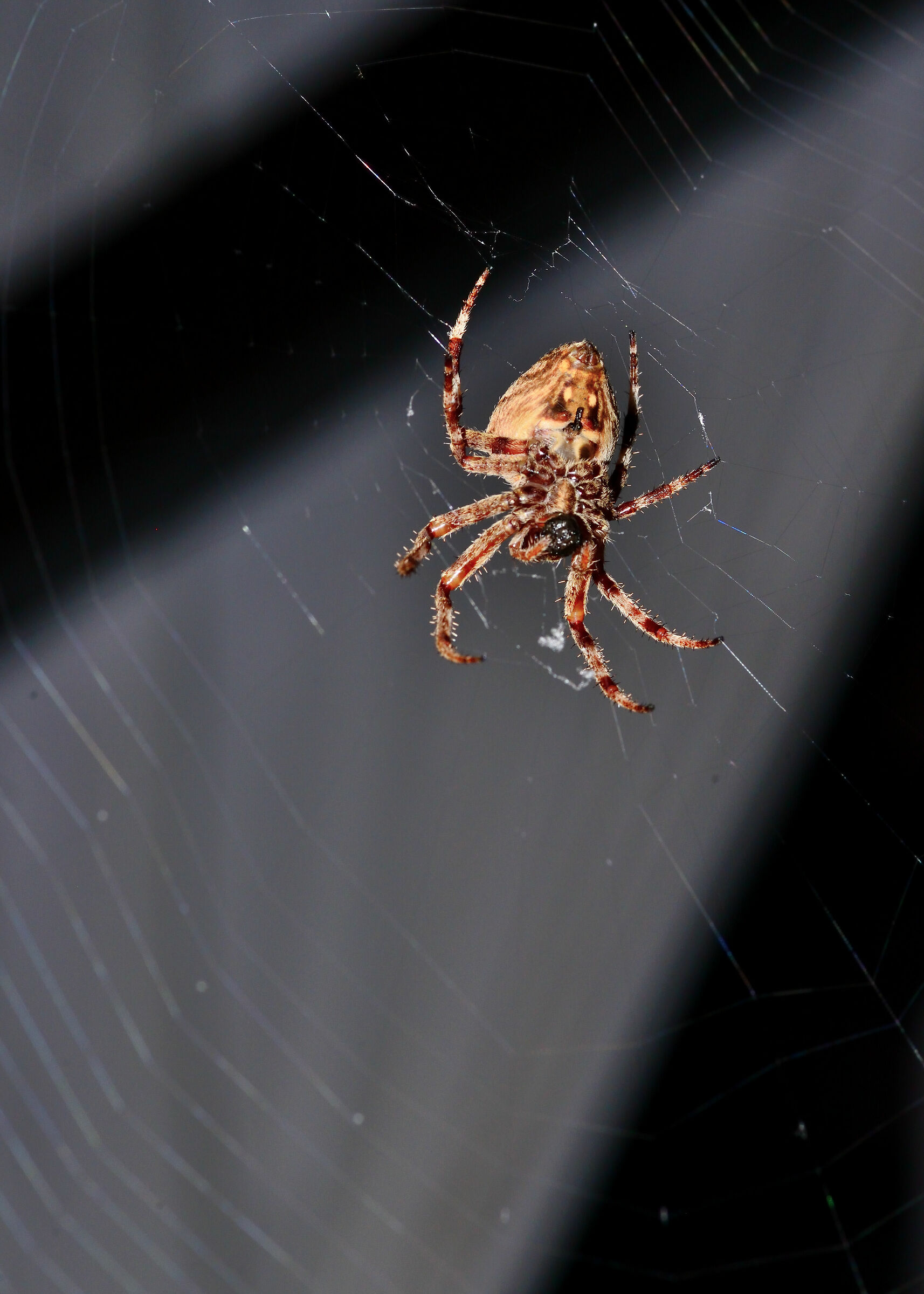 Spider by night - Side B...