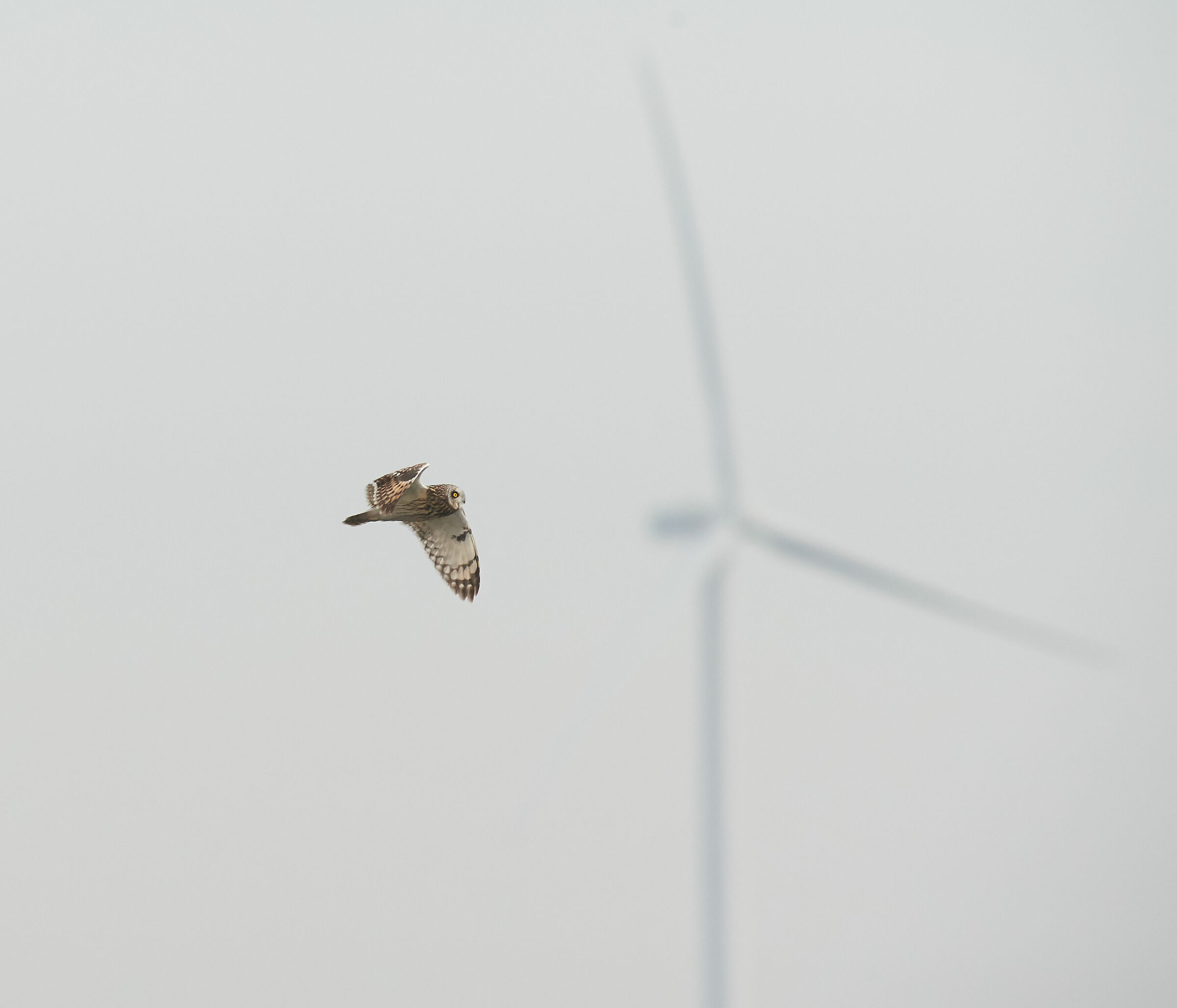 Windmill & Wings. Short-eared Owl...
