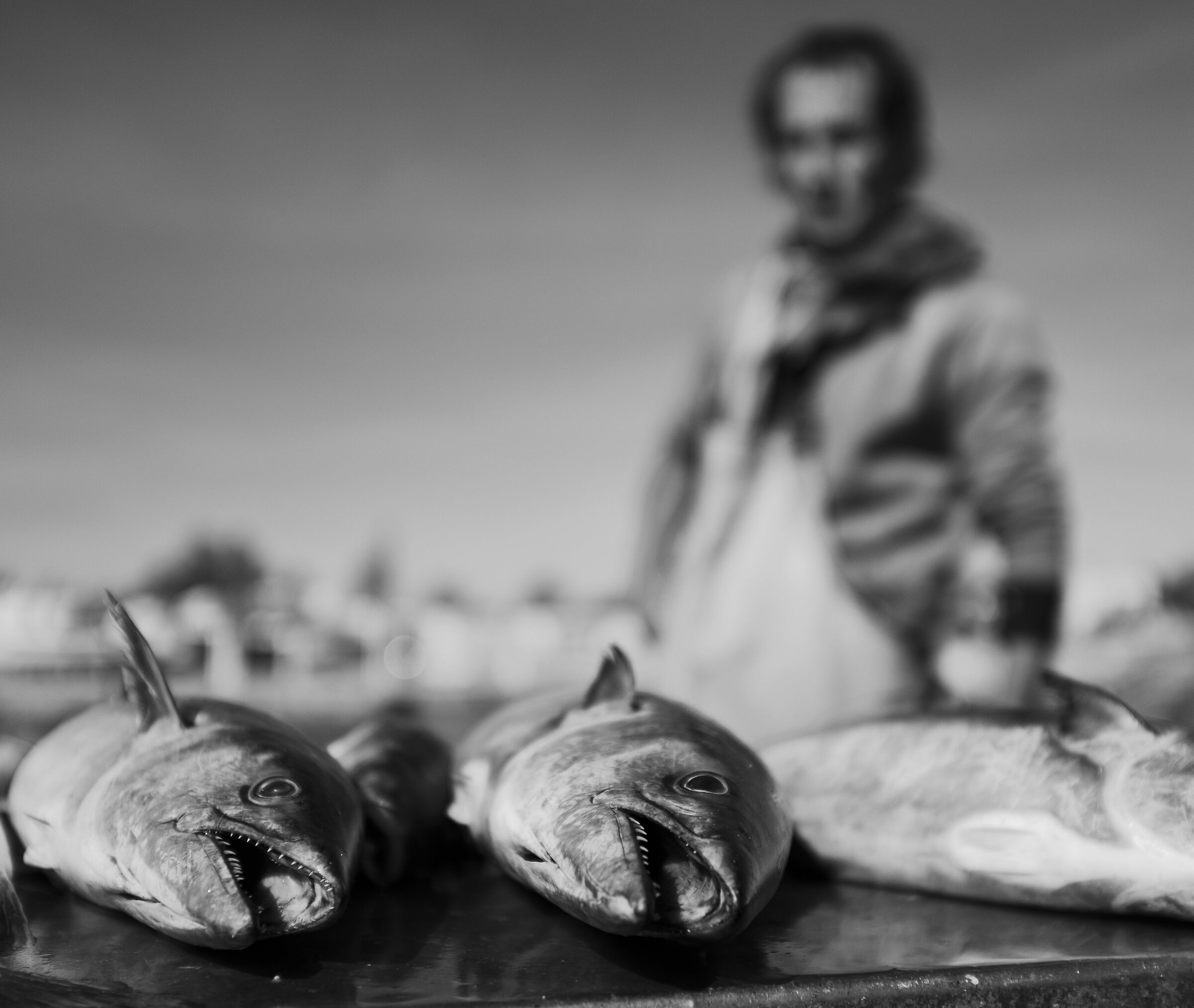 Fish market, In...