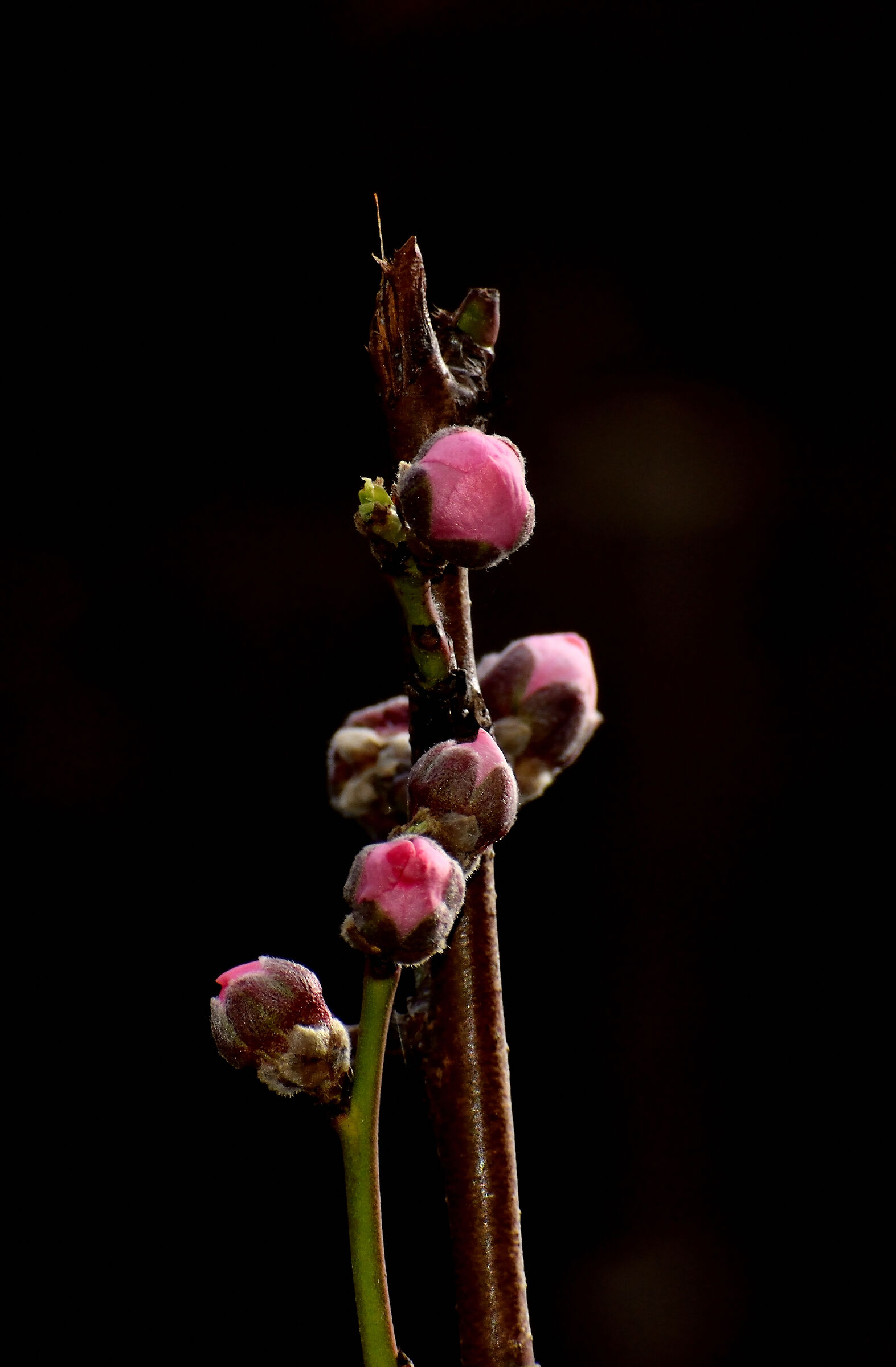 Peach Flowers, end of February...