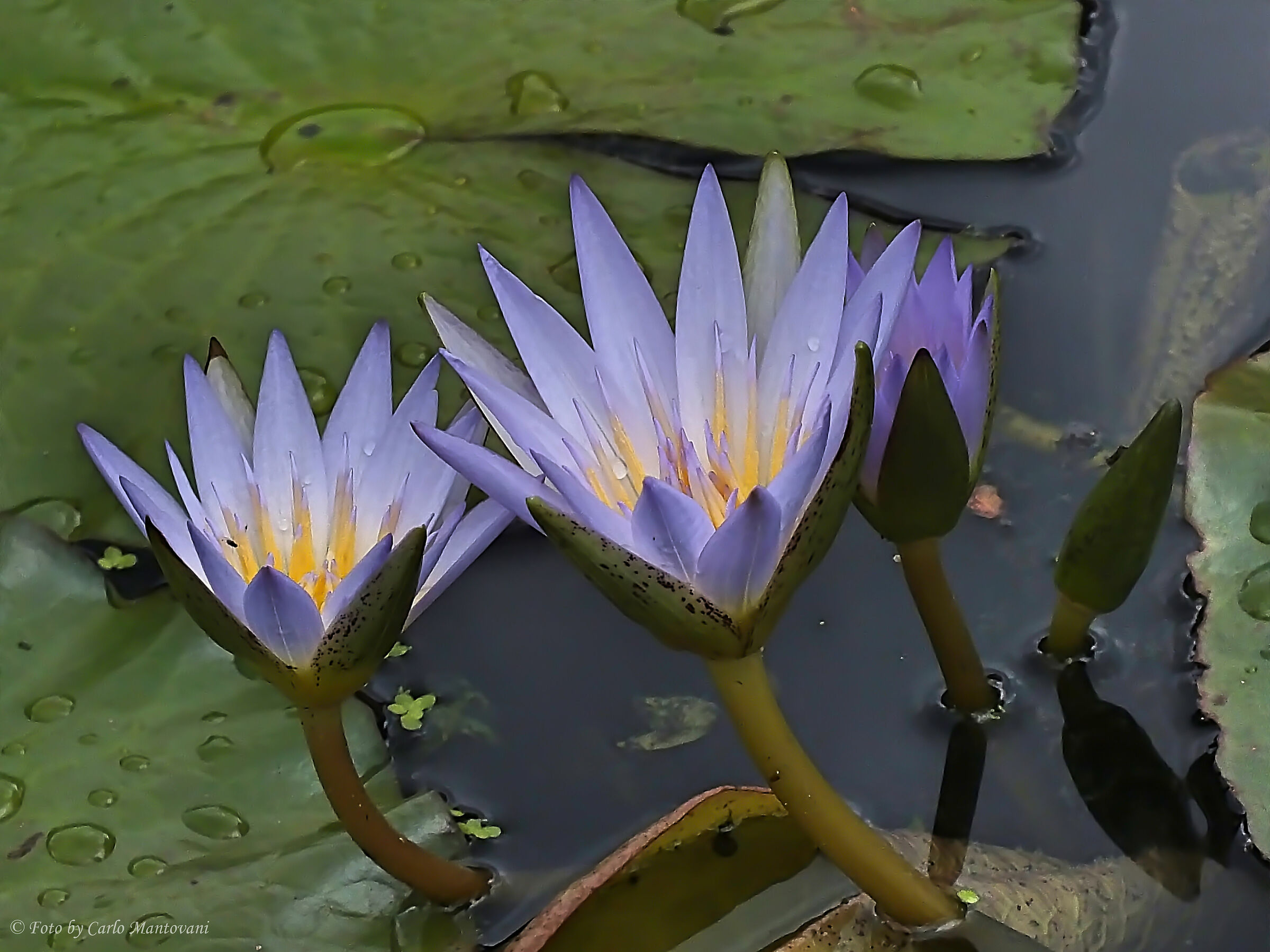 Water lily (0533)...