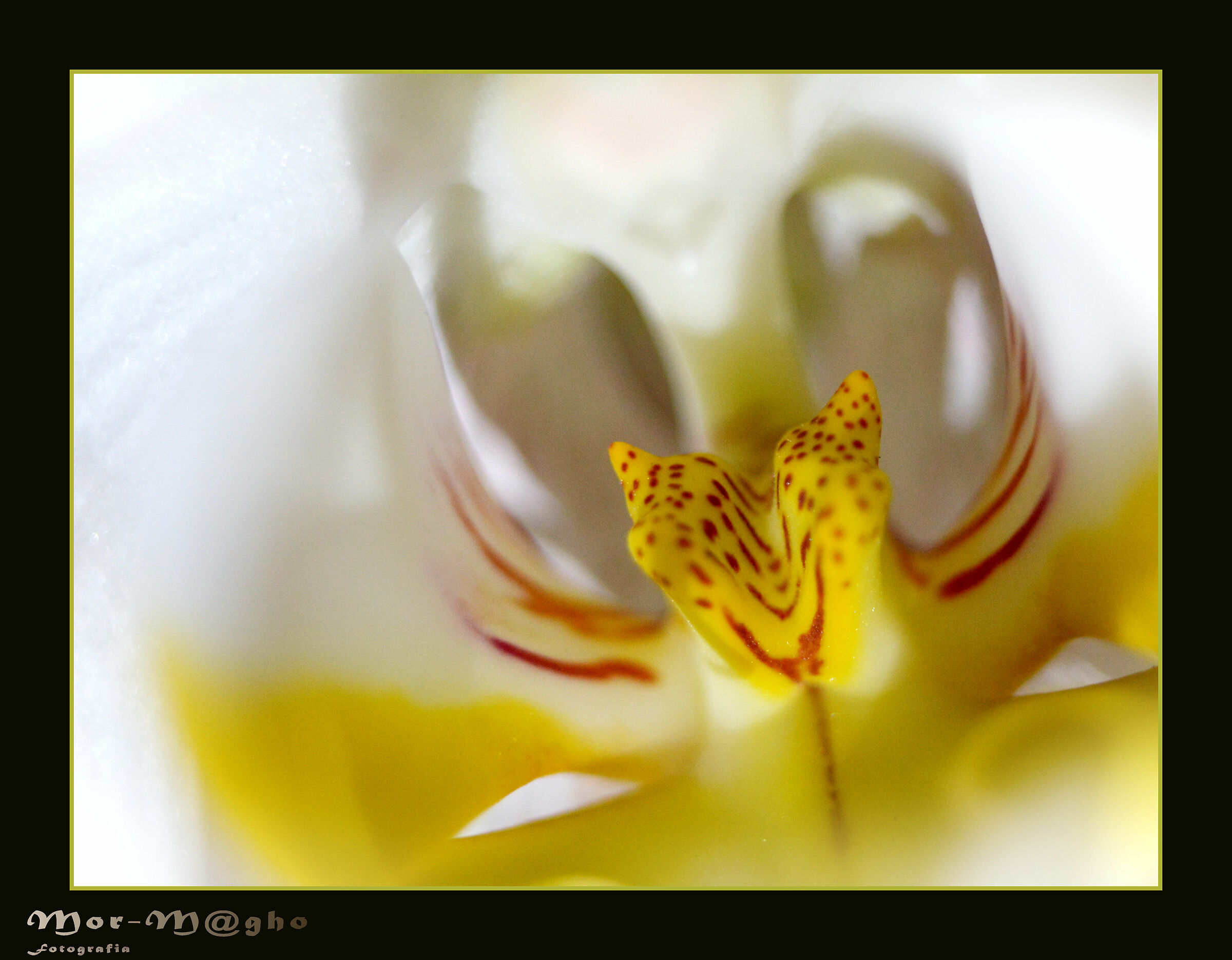 Nell'Orchidea...