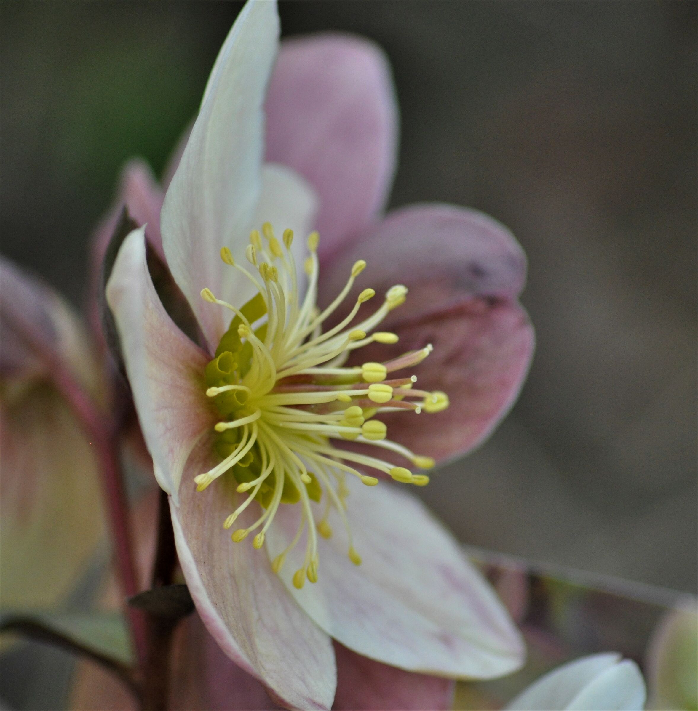 Helleborus Flowering...