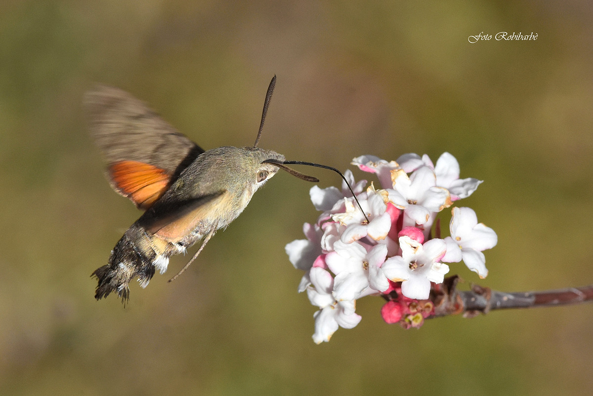 Butterfly hummingbird......