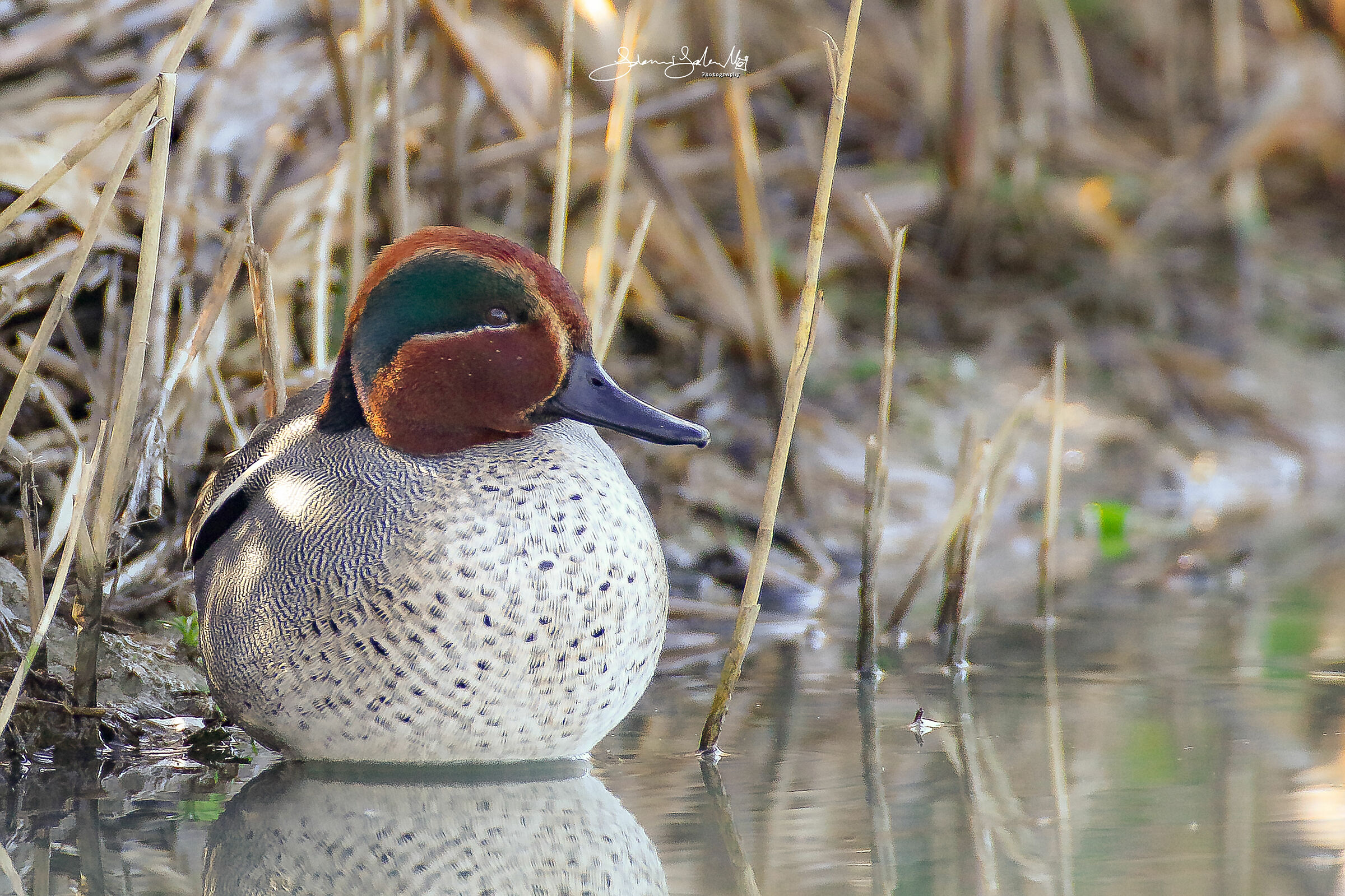 Mr Common teal...