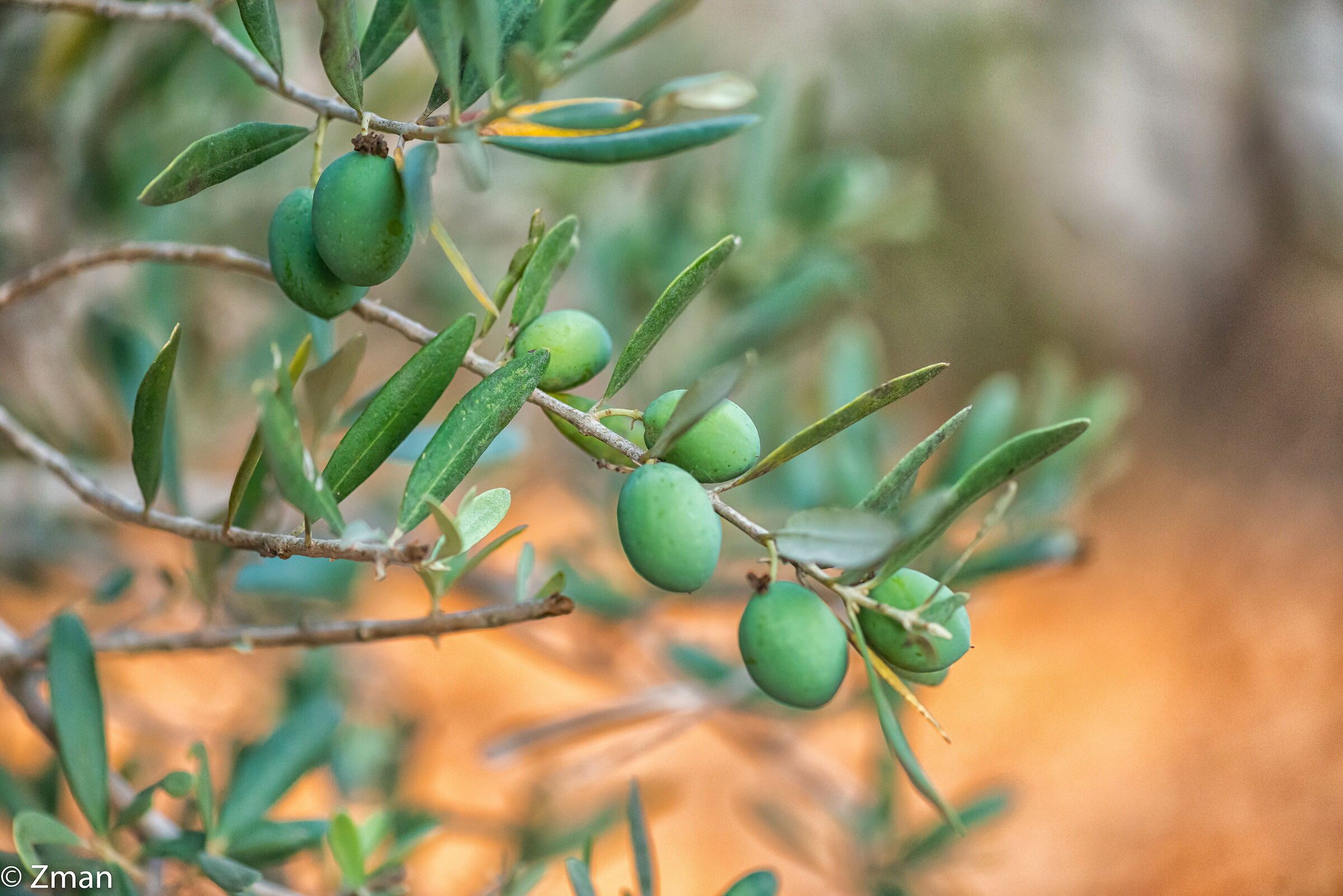 Olives...