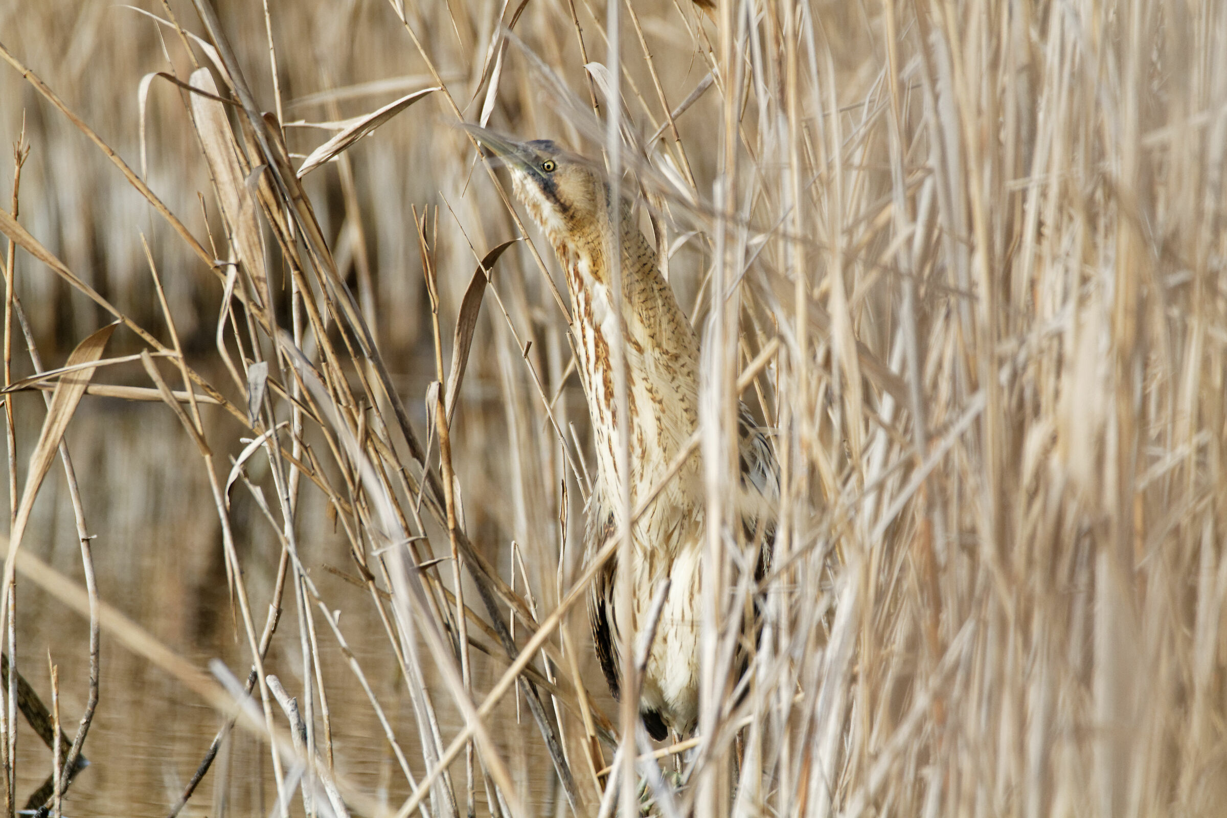 Bittern... THE GHOST OF THE REED...