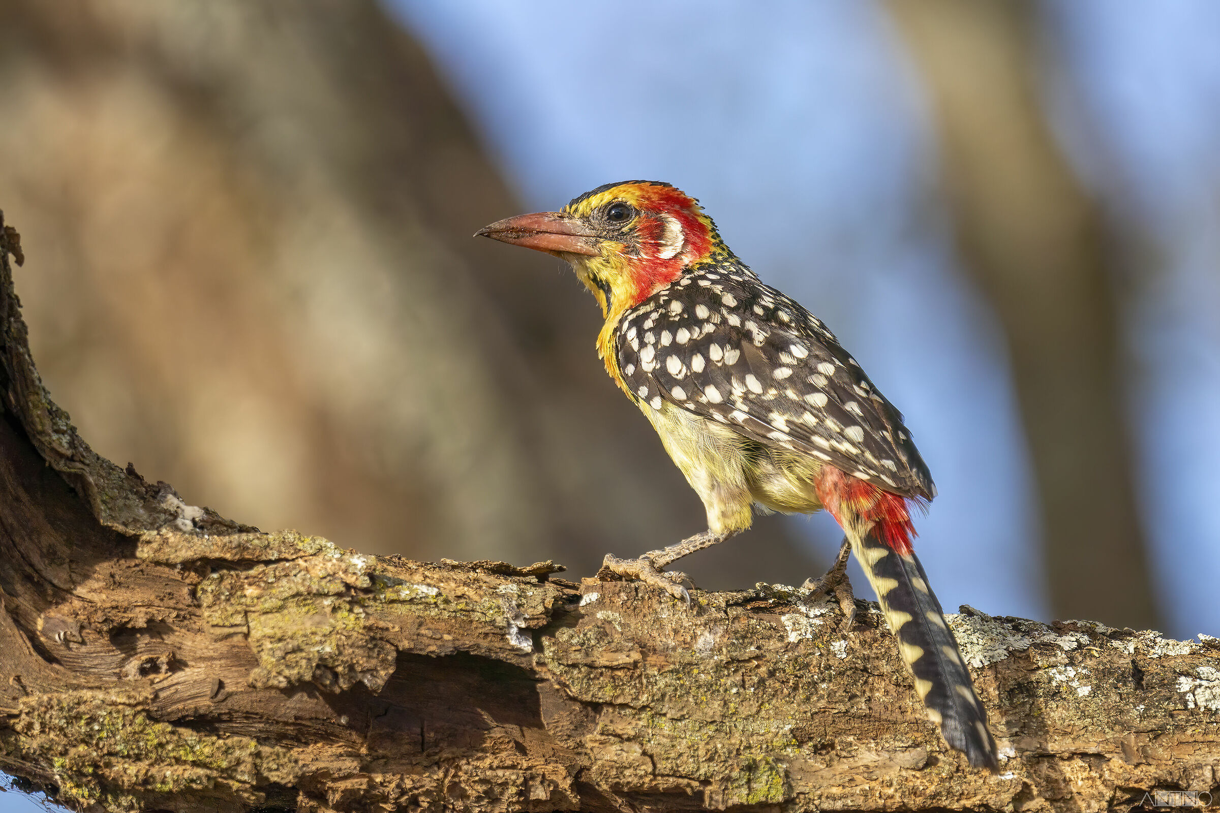 Red-and-yellow barbet...