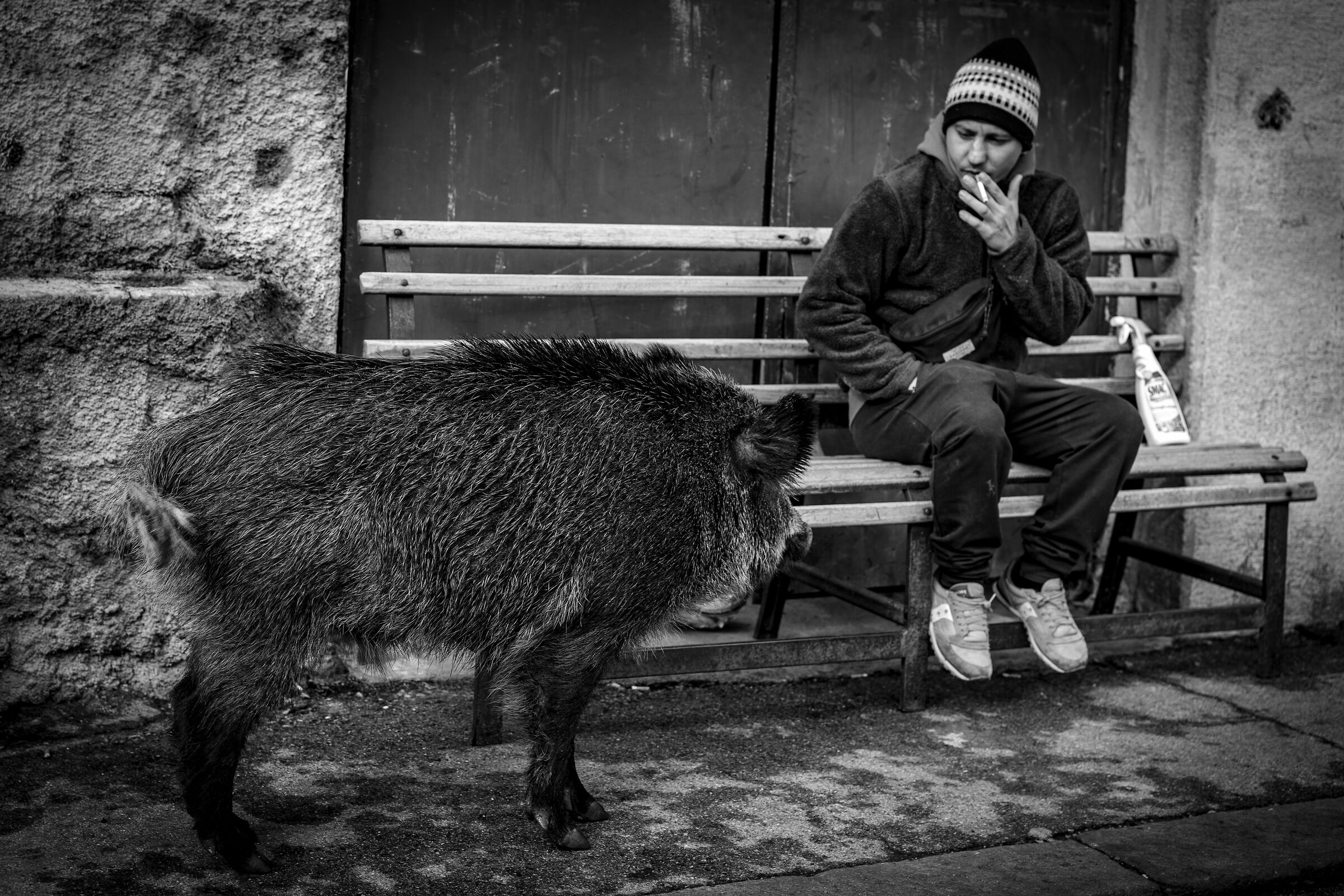 New Pet, New York...