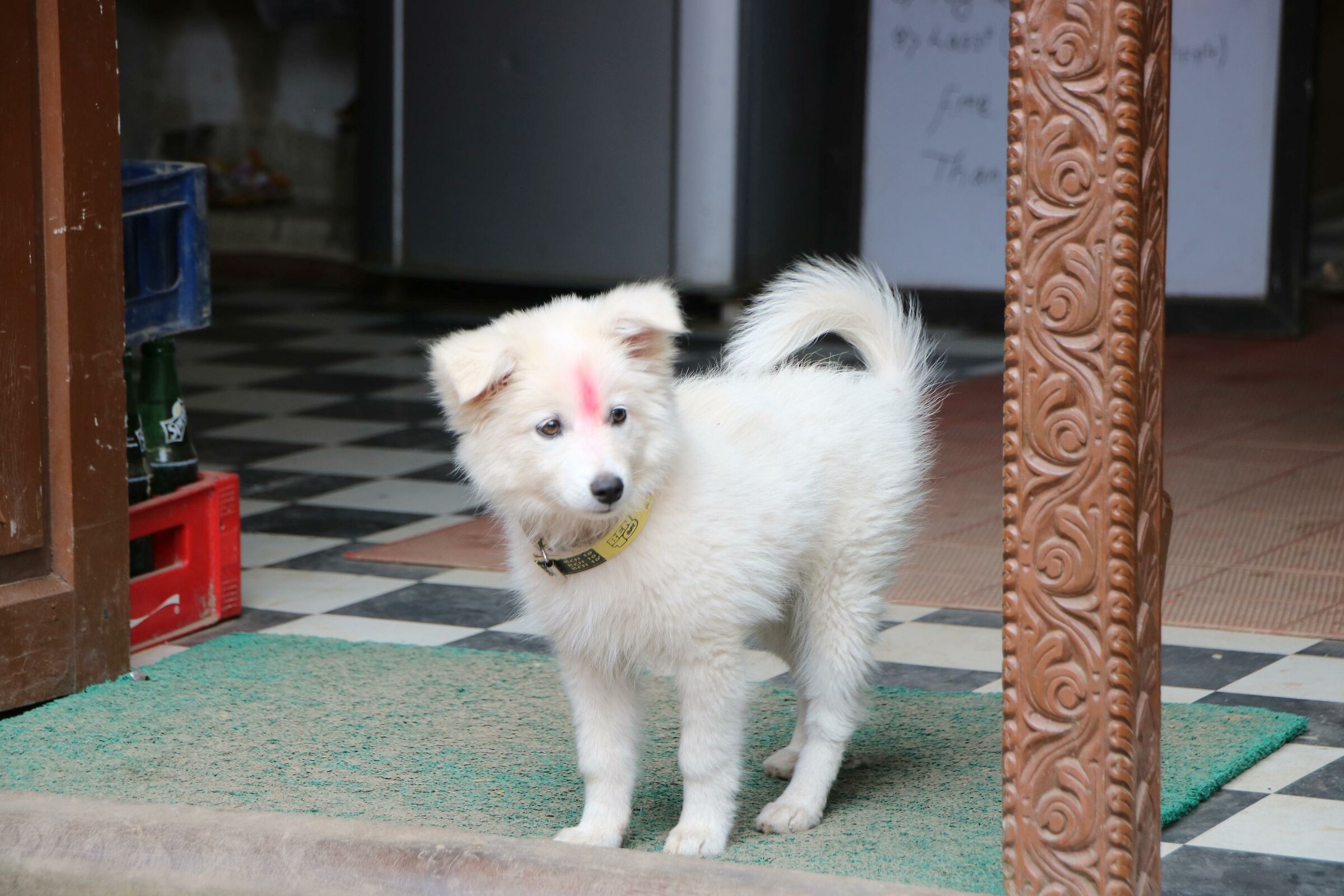 Nepalese puppy...