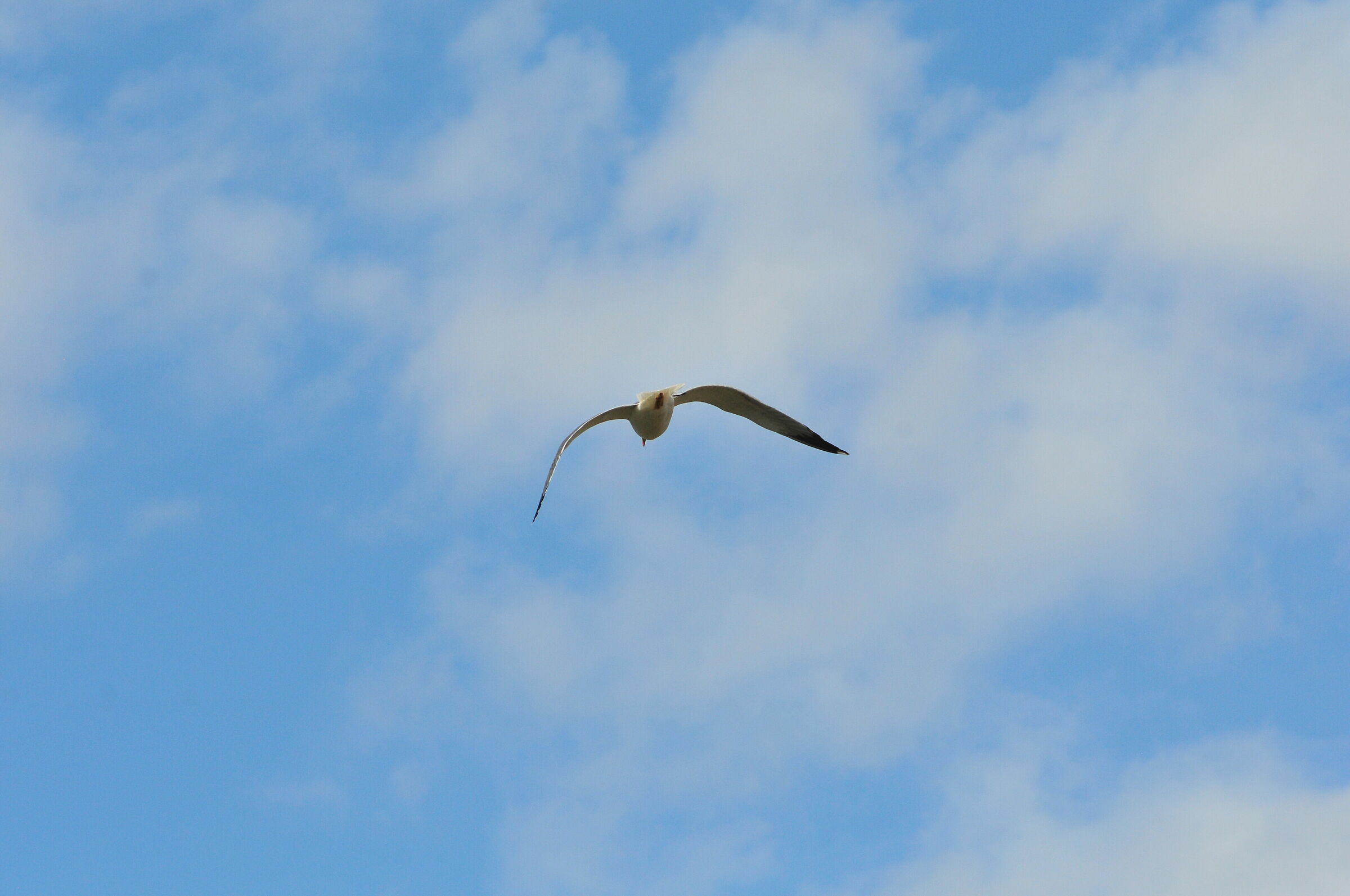 seagulls in flight...