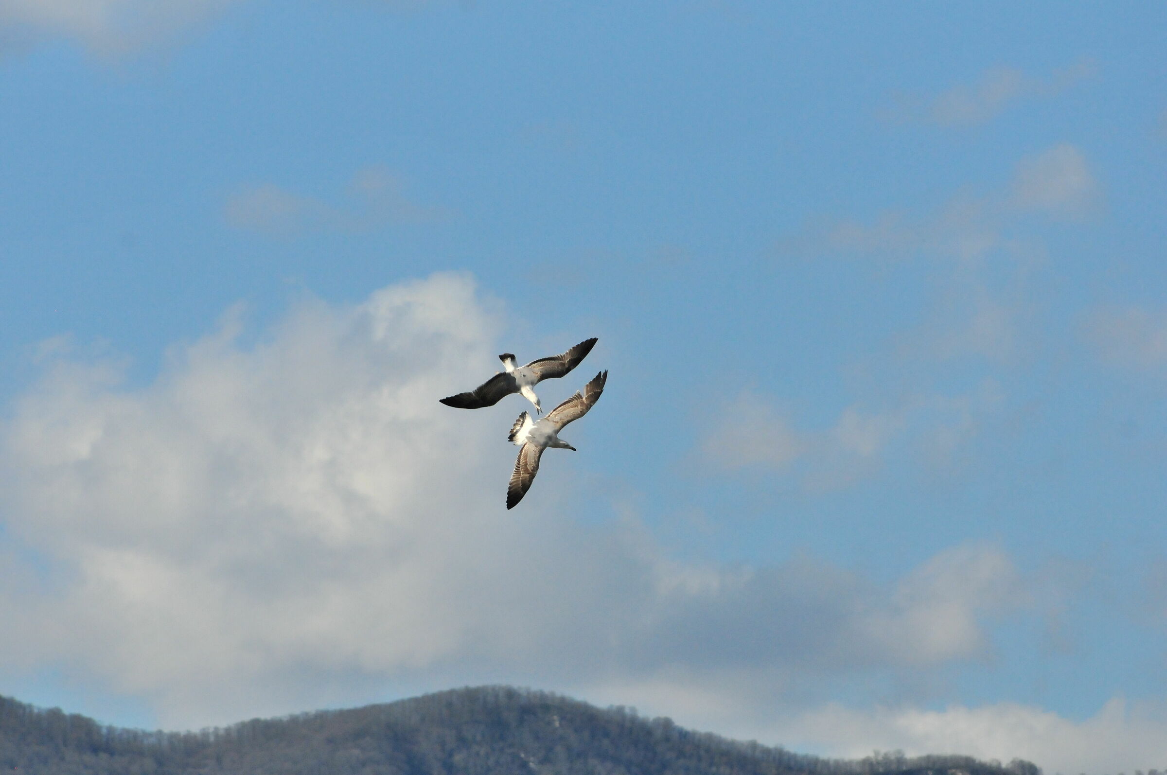 seagulls in flight...