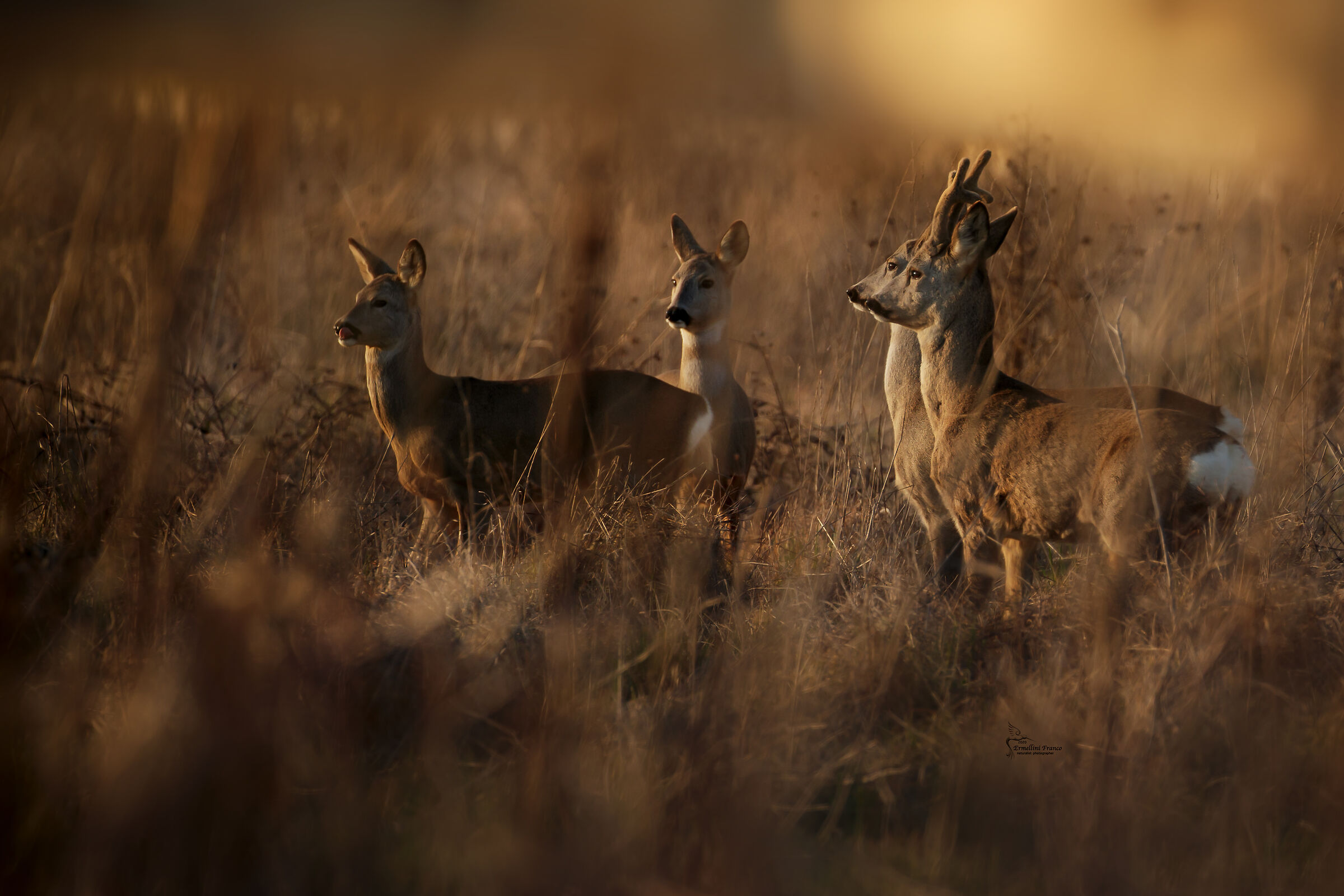 Roe deer at sunset...