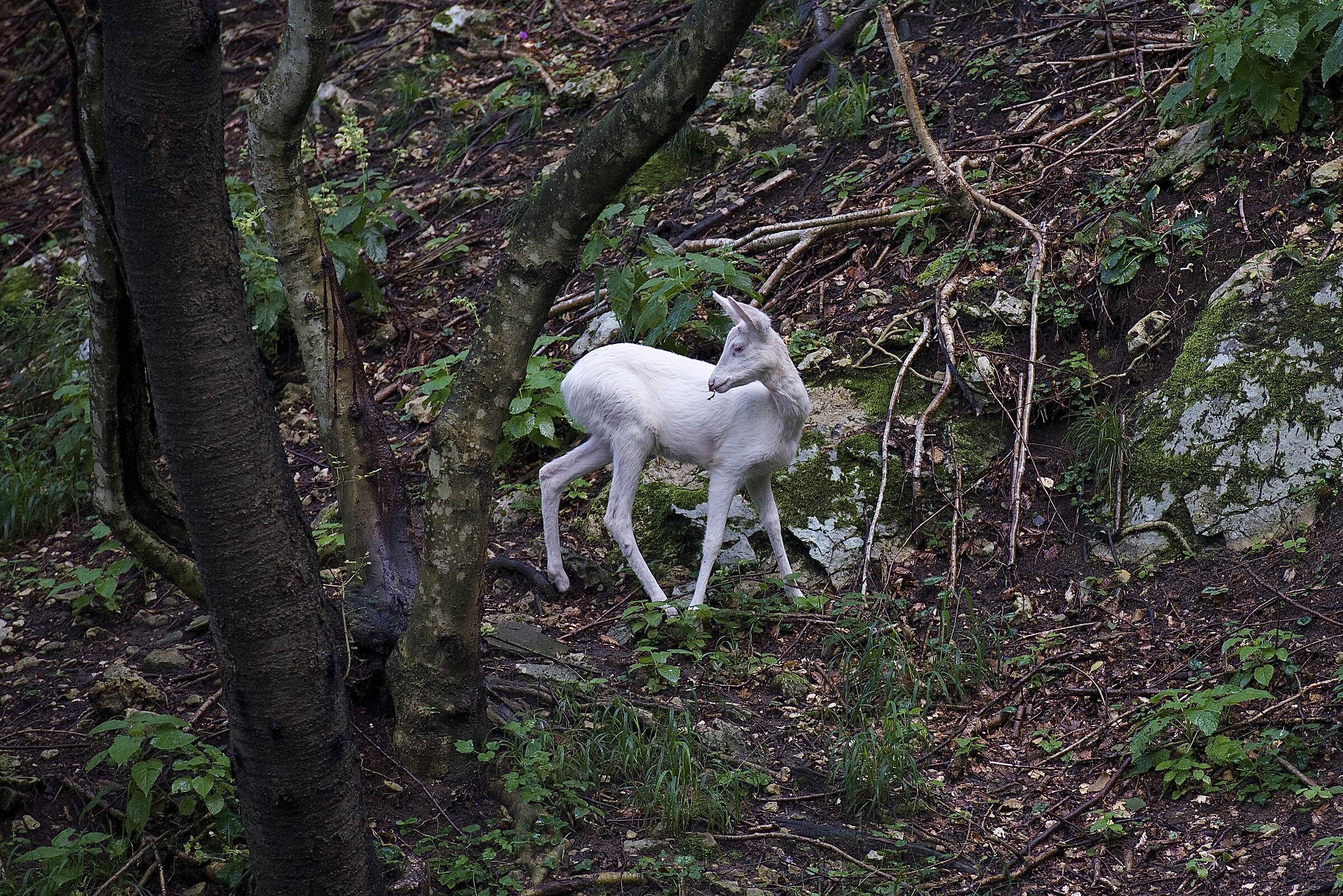 capriolo albino...