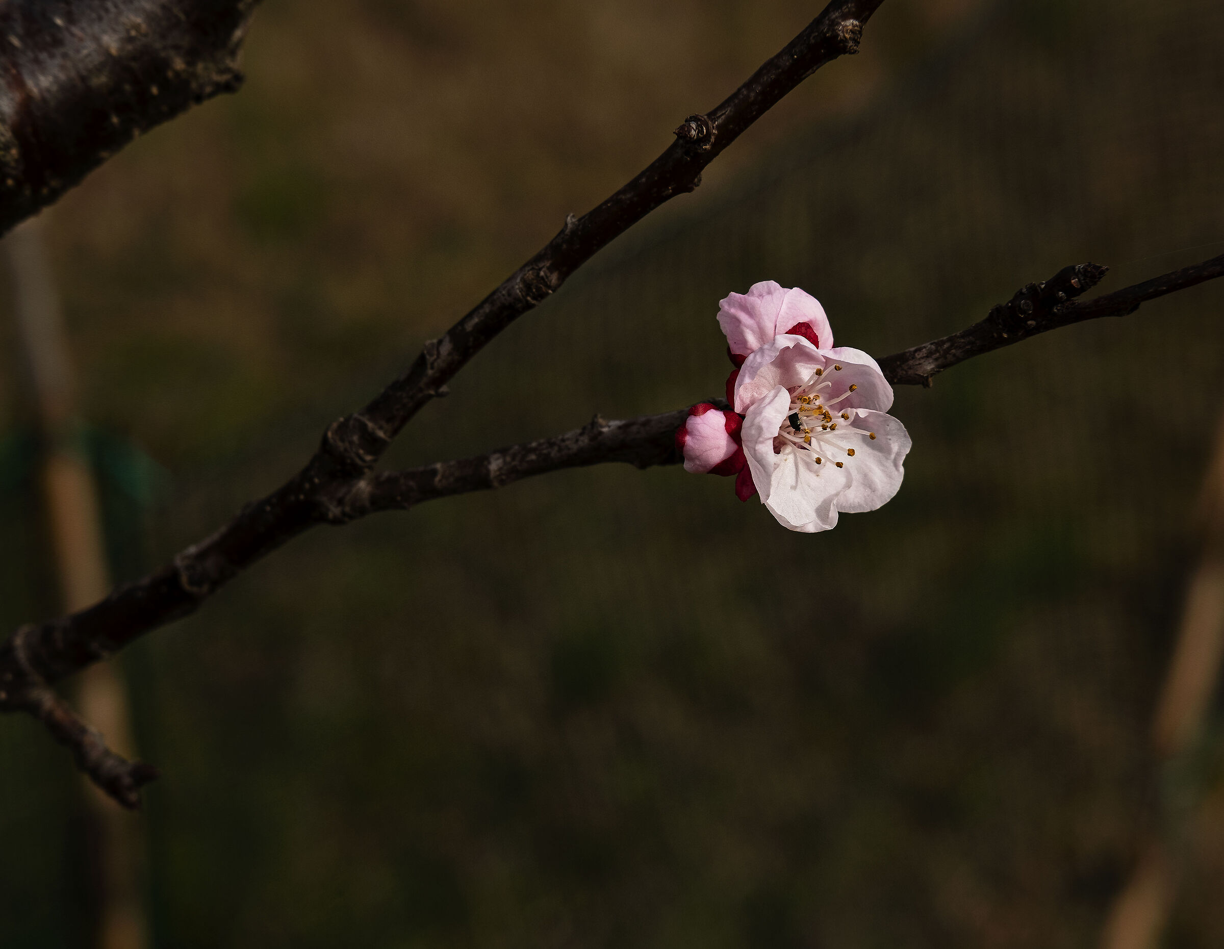 Cherry blossom...