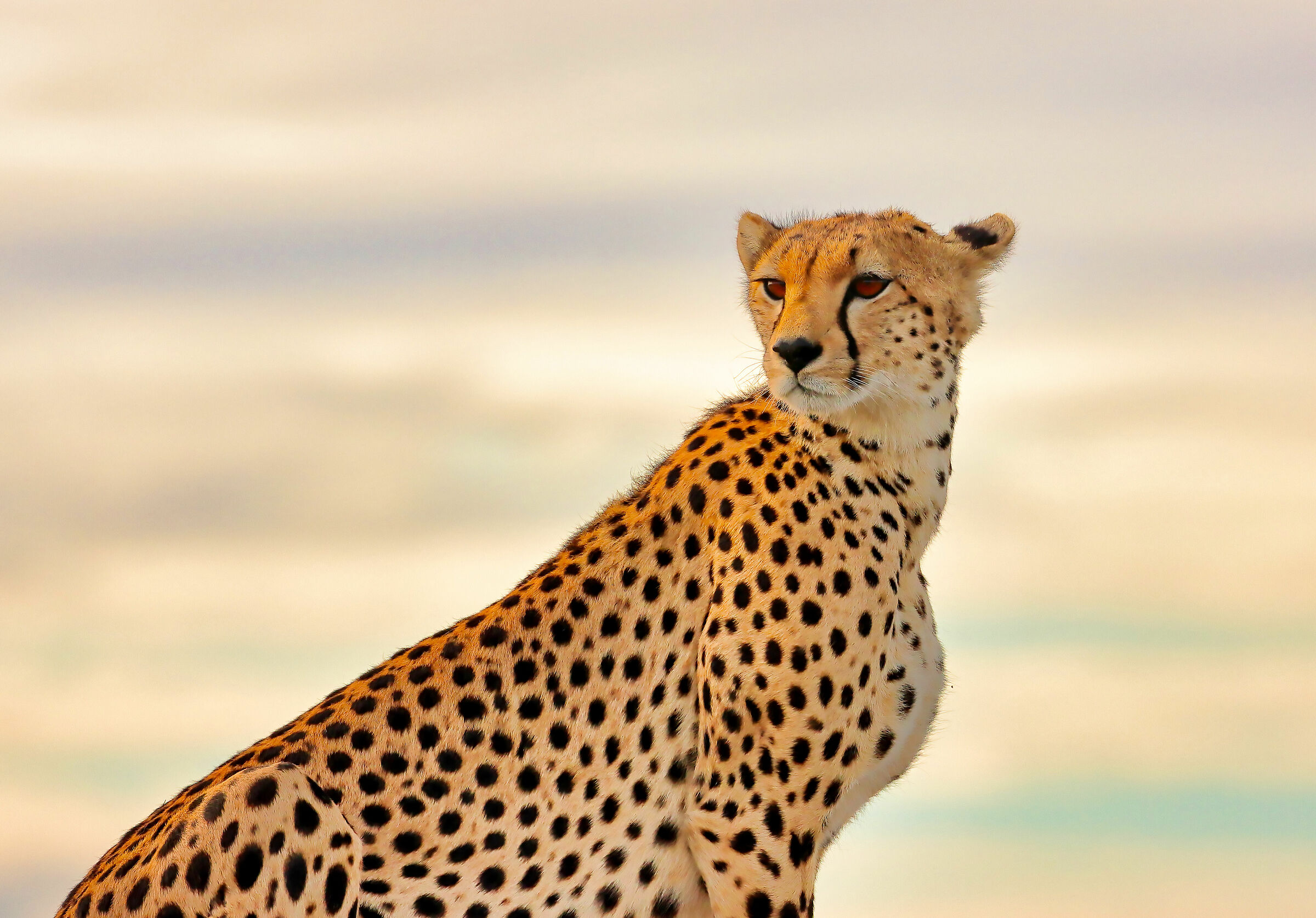 Cheetah posing...