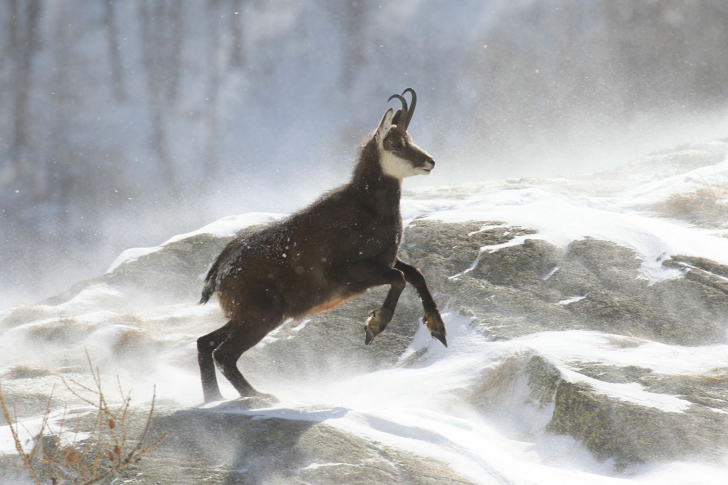 Chamois in the blizzard...