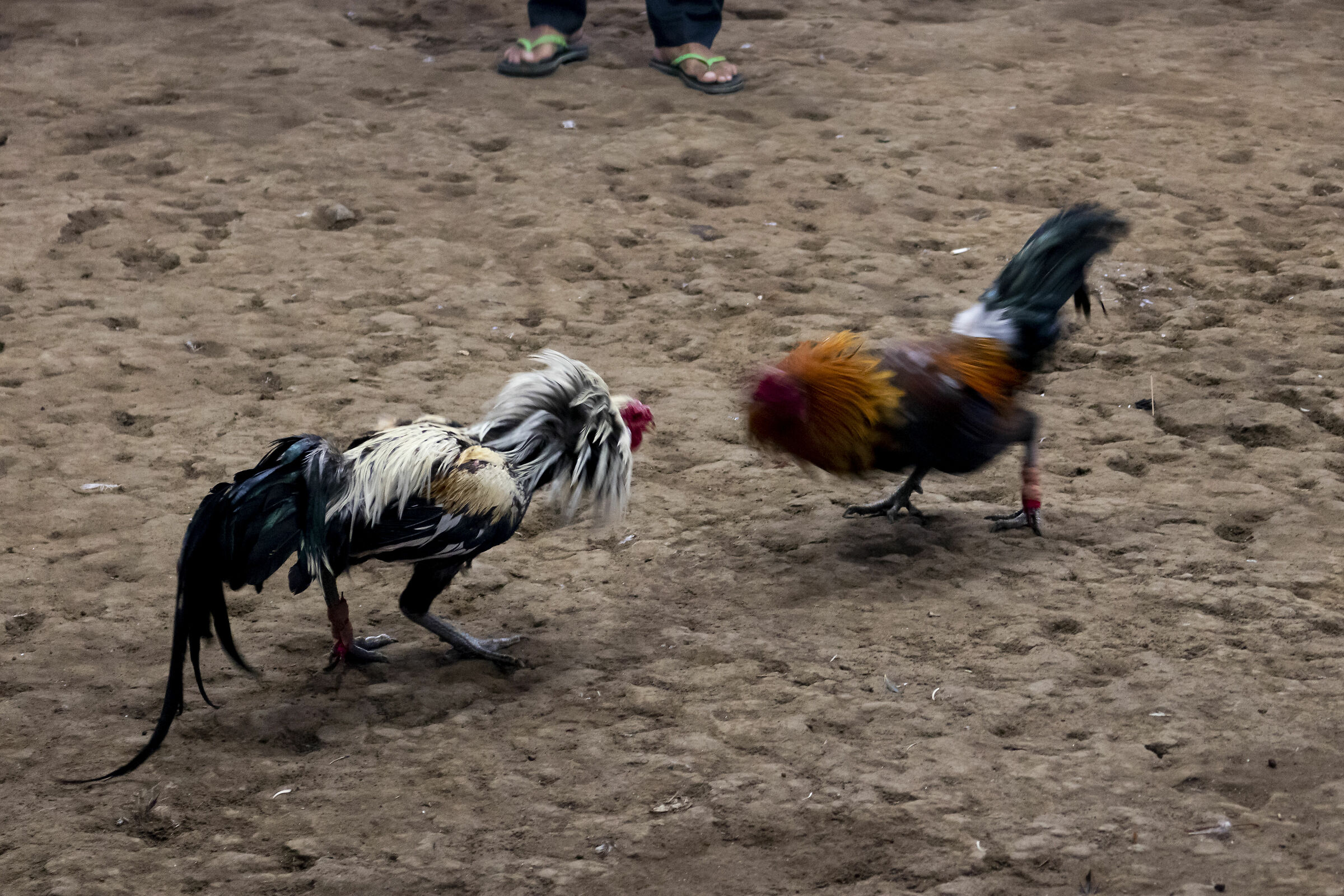Cockfighting in Bali...