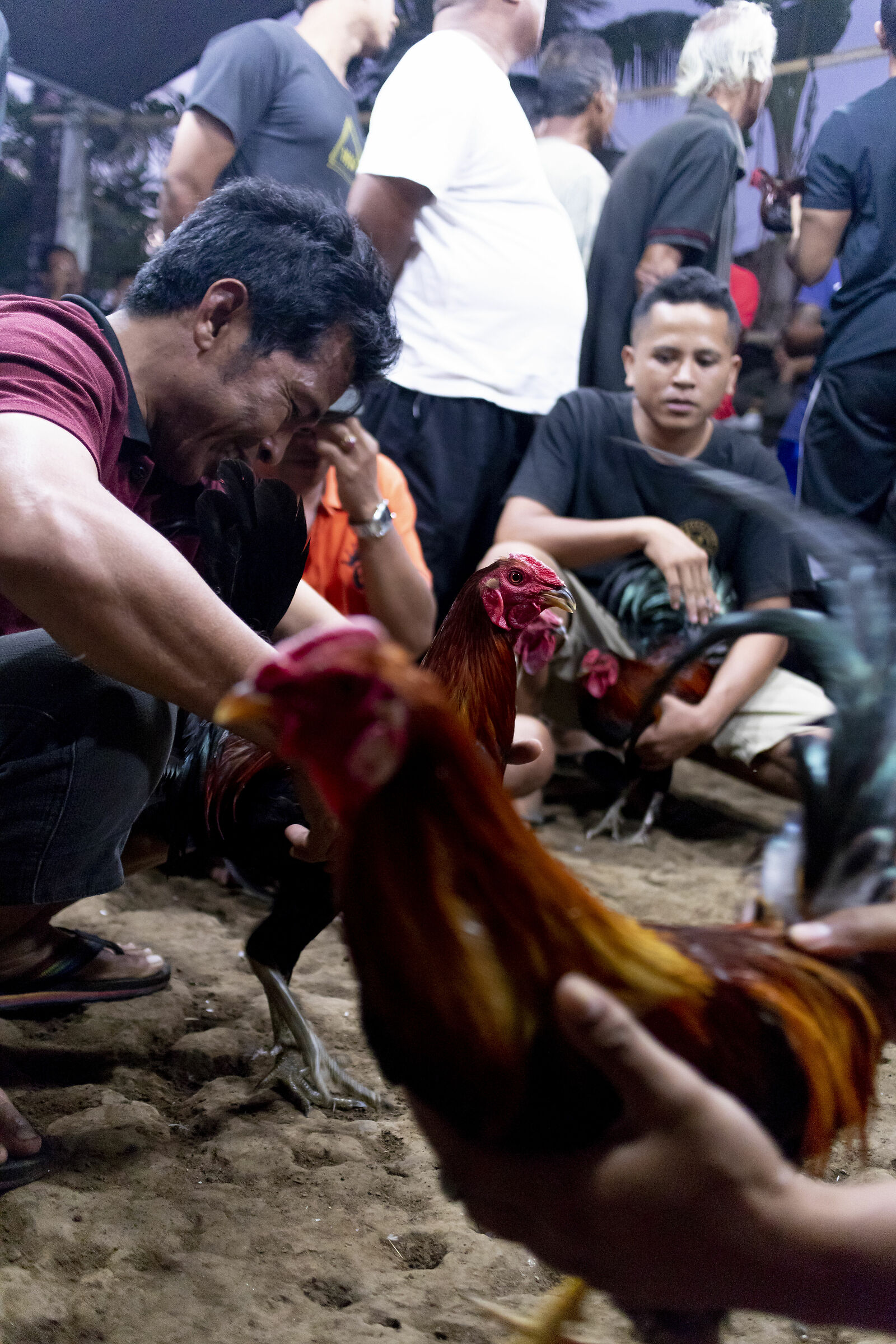 Cockfighting in Bali...
