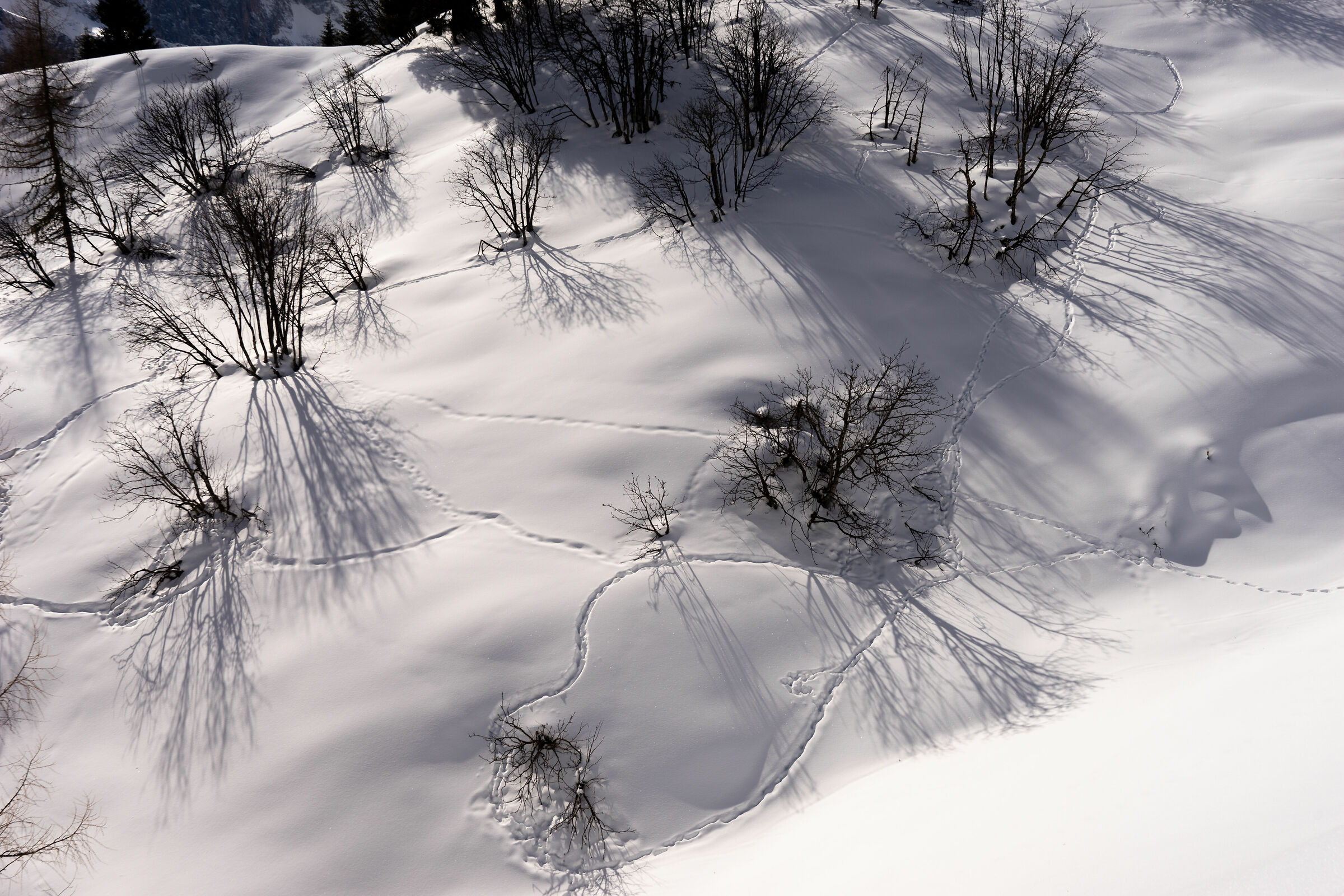 tracce di un cuore su neve fresca ......