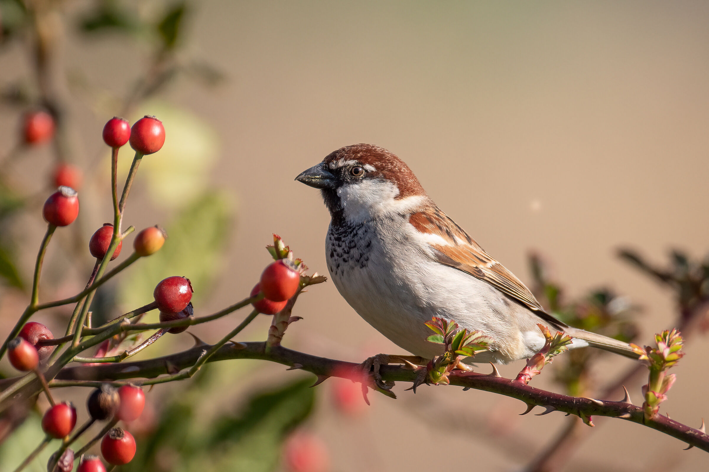 sparrow on rosehip...