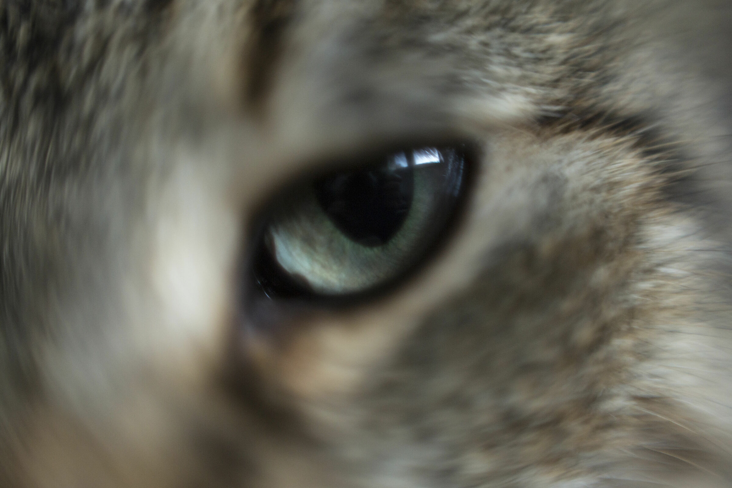 Cat's Eye...